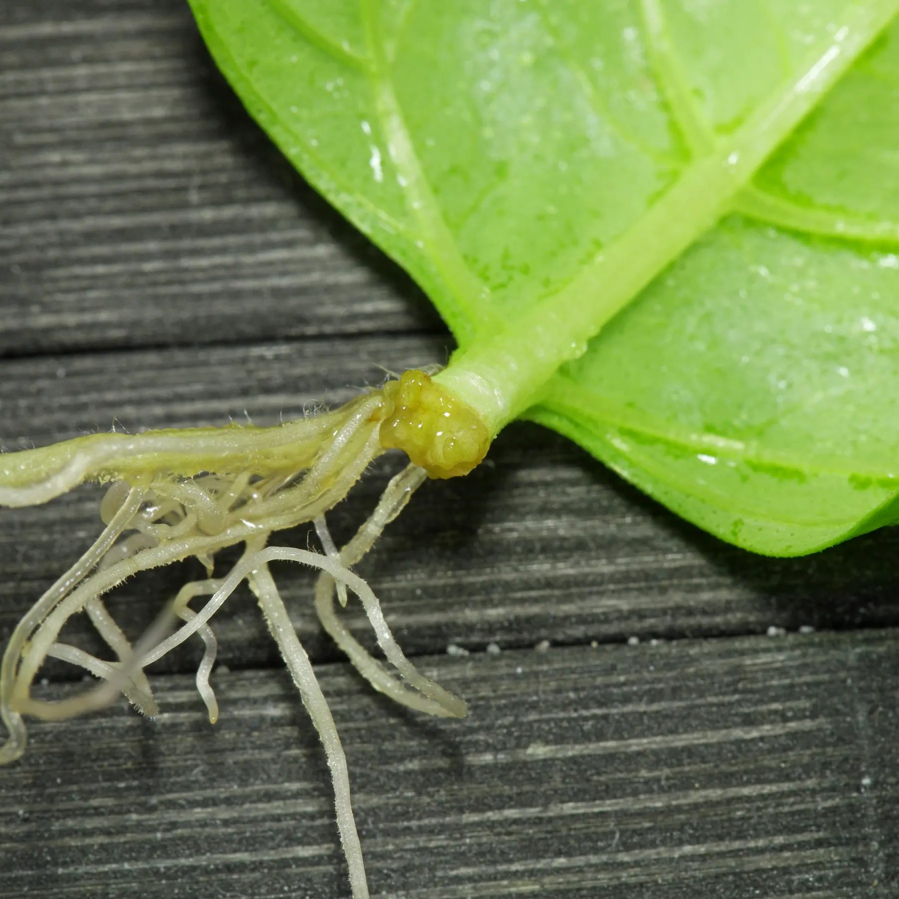 Basil leaf cutting