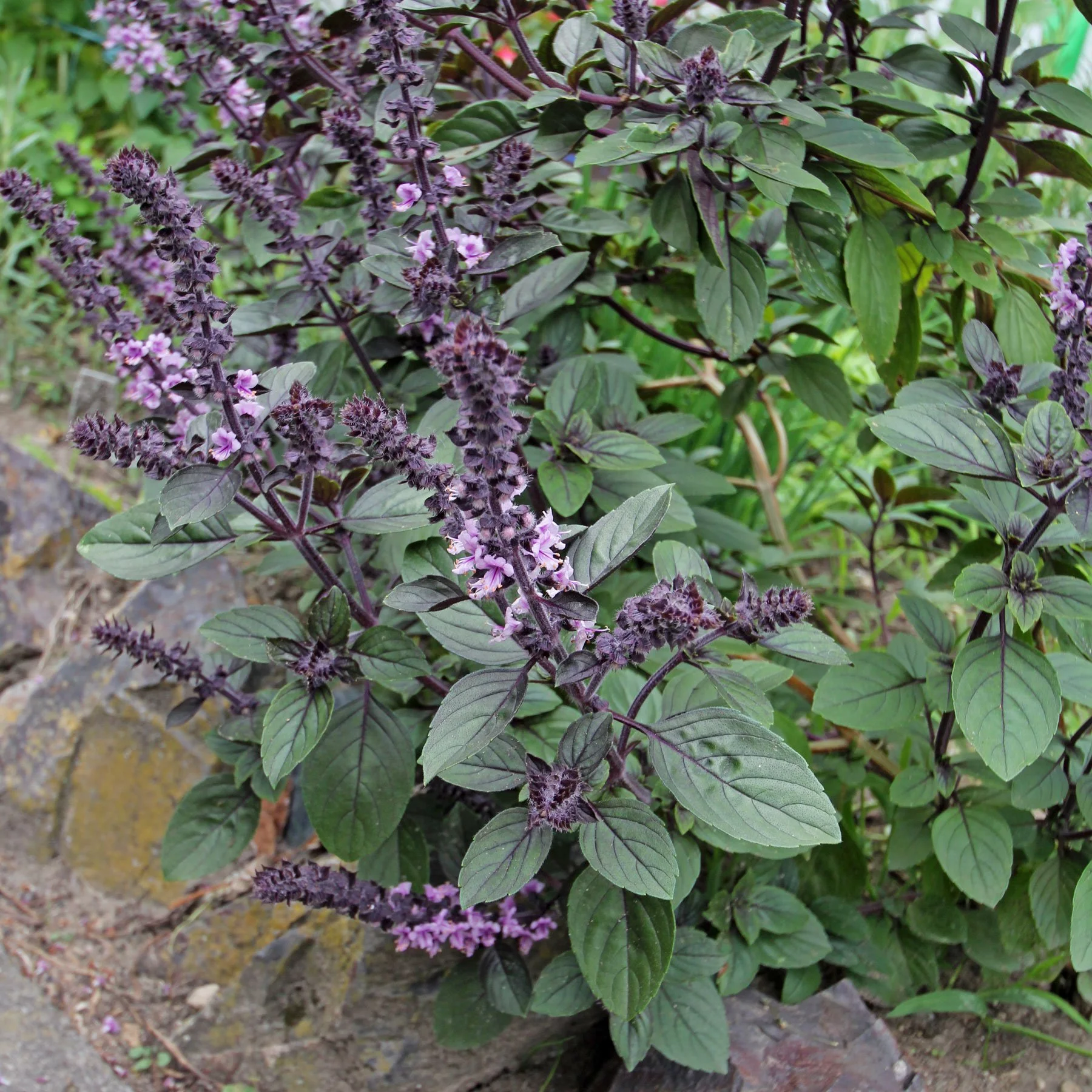 Bush Basil