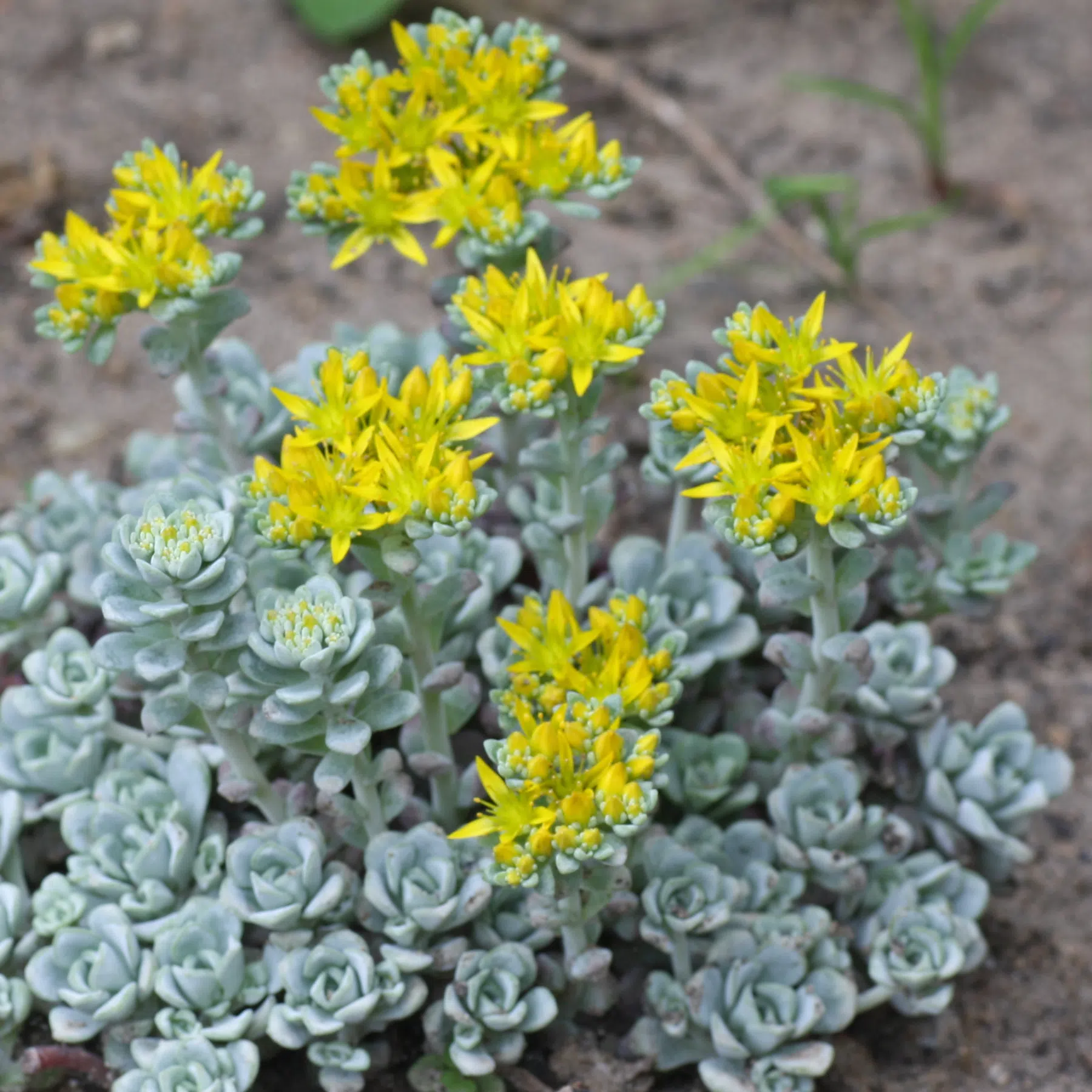 Colorado Stonecrop Sedum spathulifolium