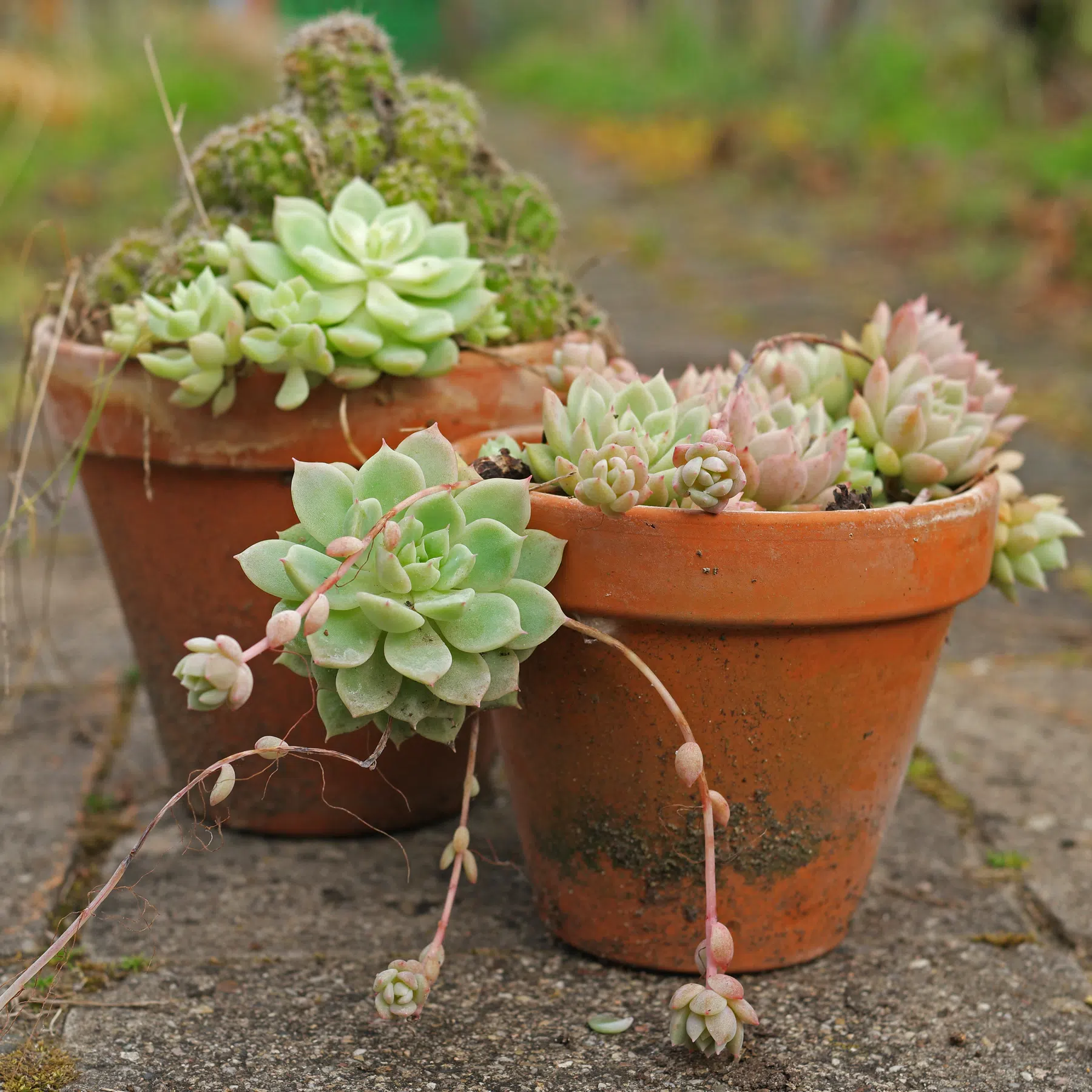 Echeveria prolifica and Echinopsis chamaecereus