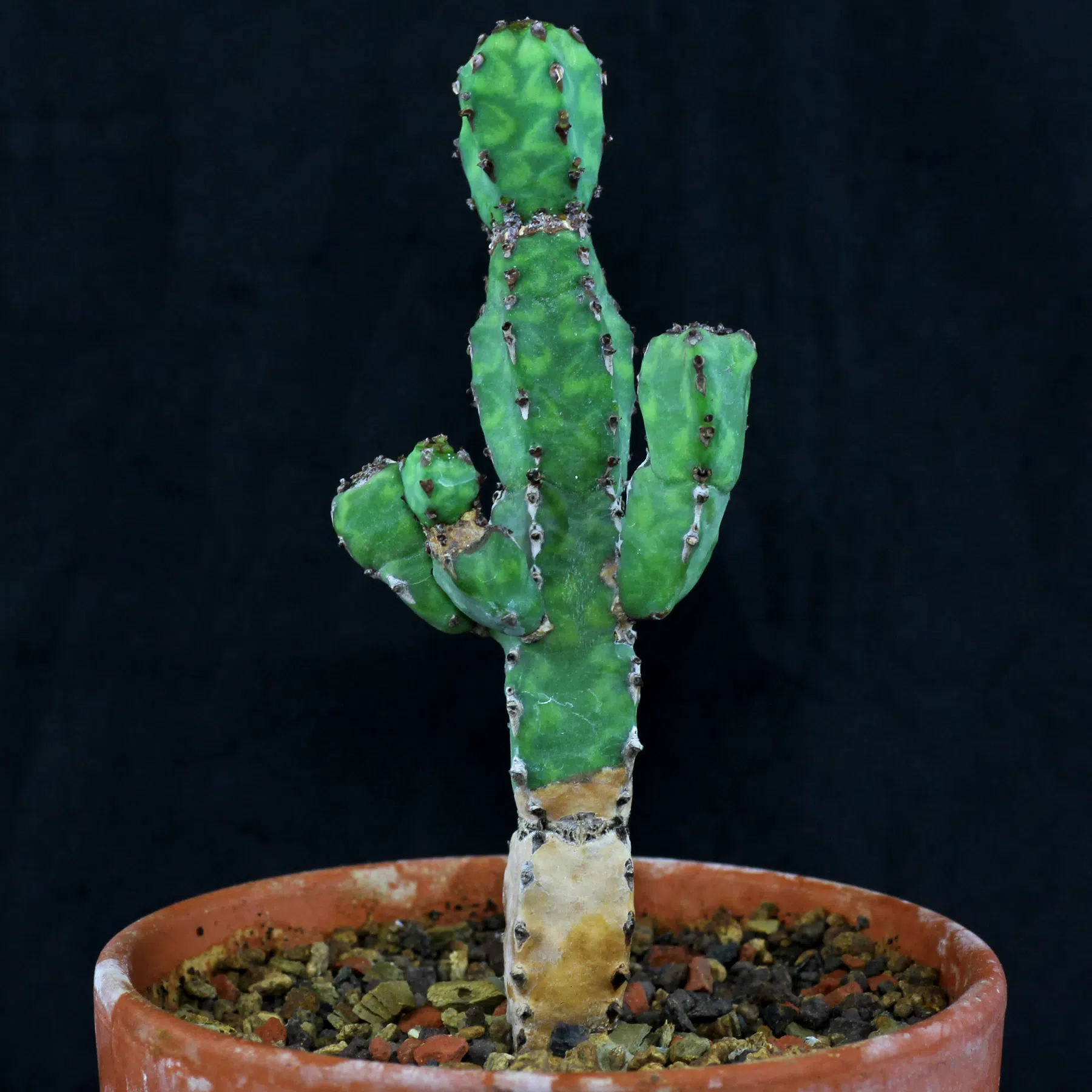 Euphorbia pseudocactus