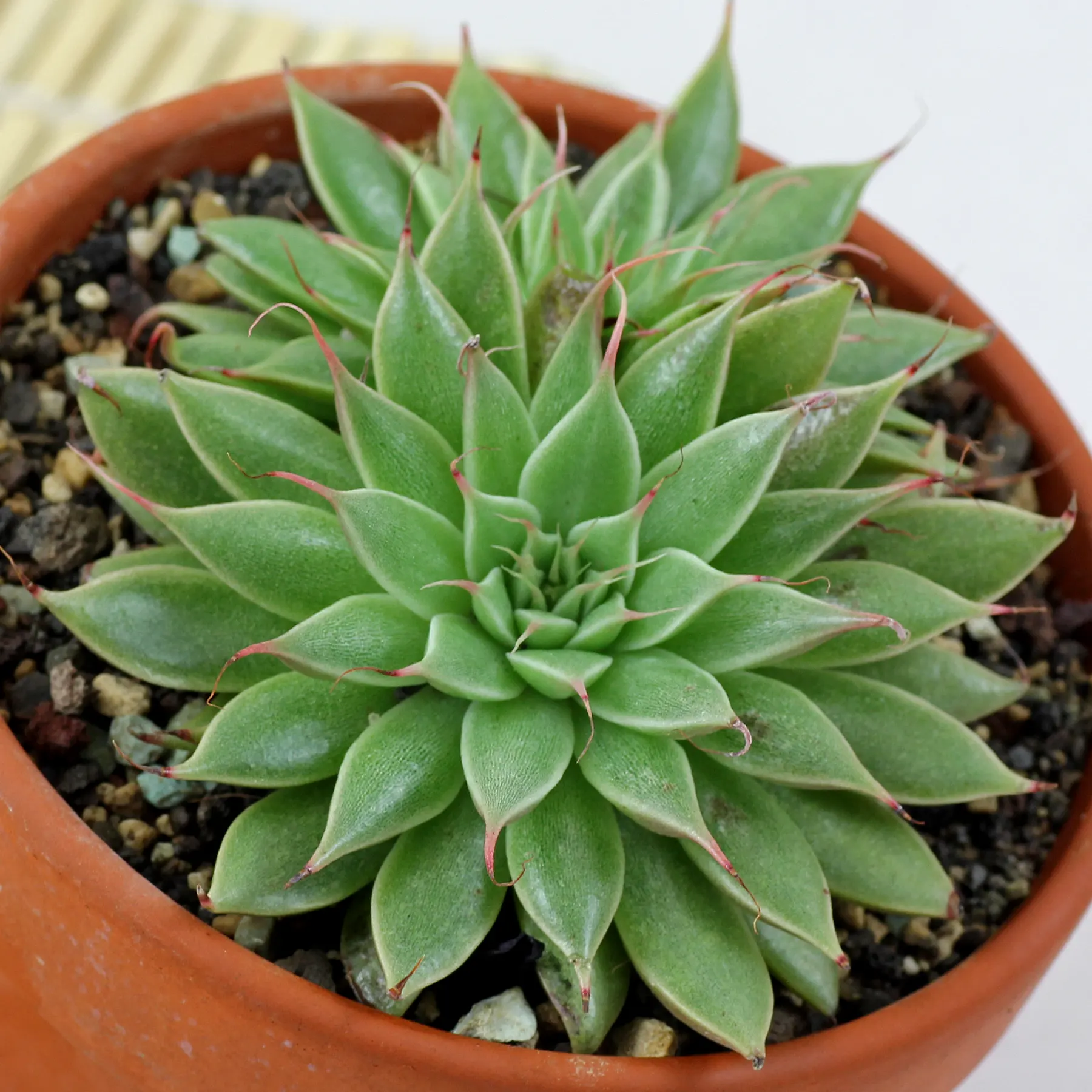 Graptoveria Silver Star