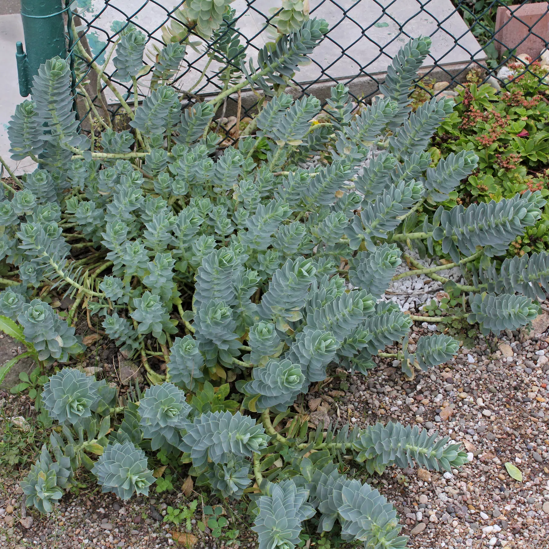 Myrtle Spurge Euphorbia myrsinites