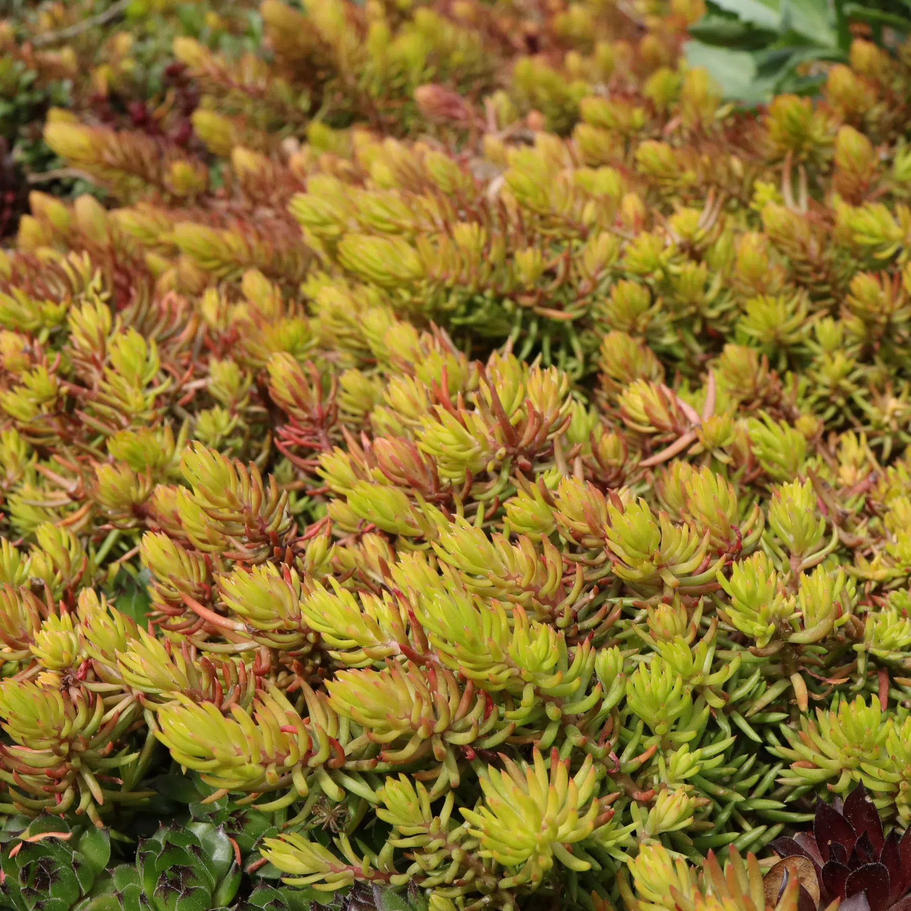 Sedum rupestre Angelina