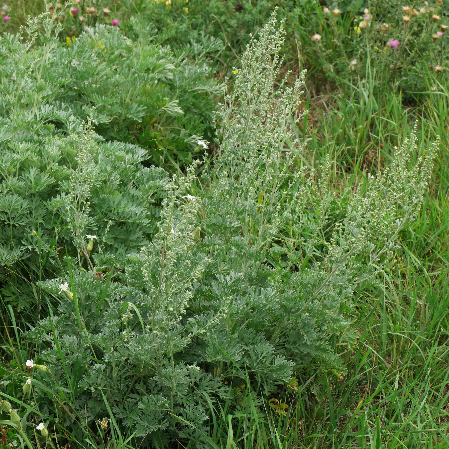Artemisia absinthium Wormwood