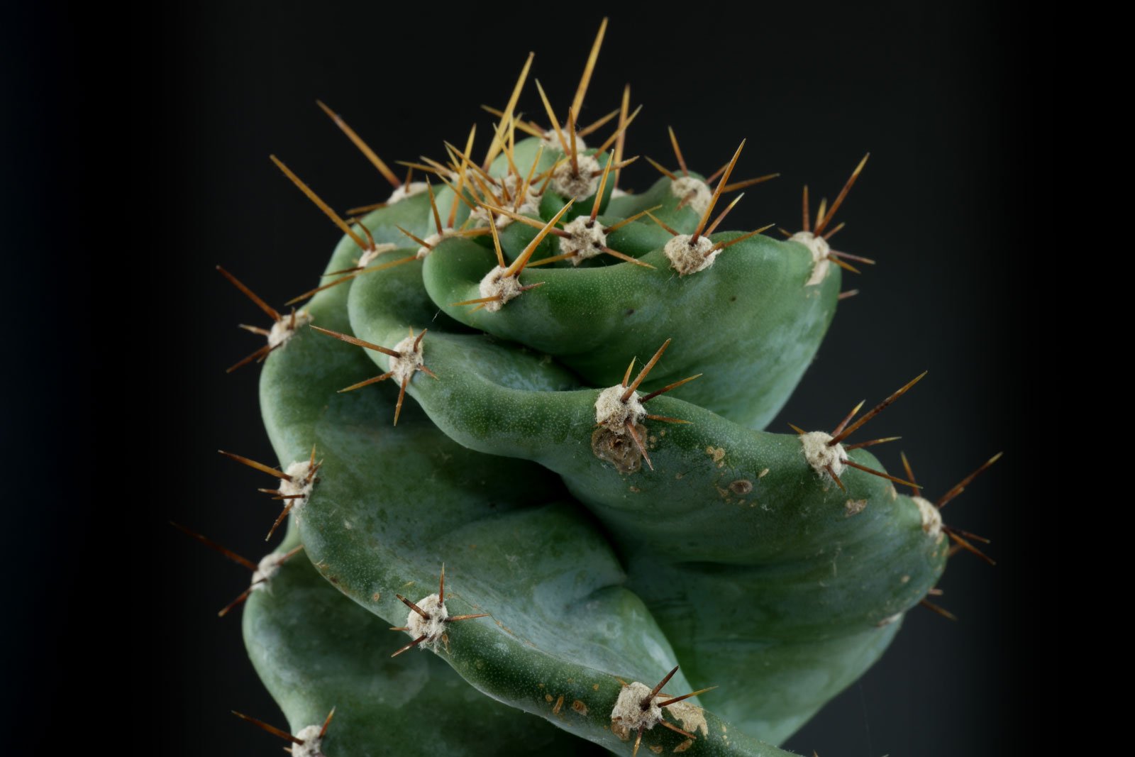 Cereus jamacaru Spiralis