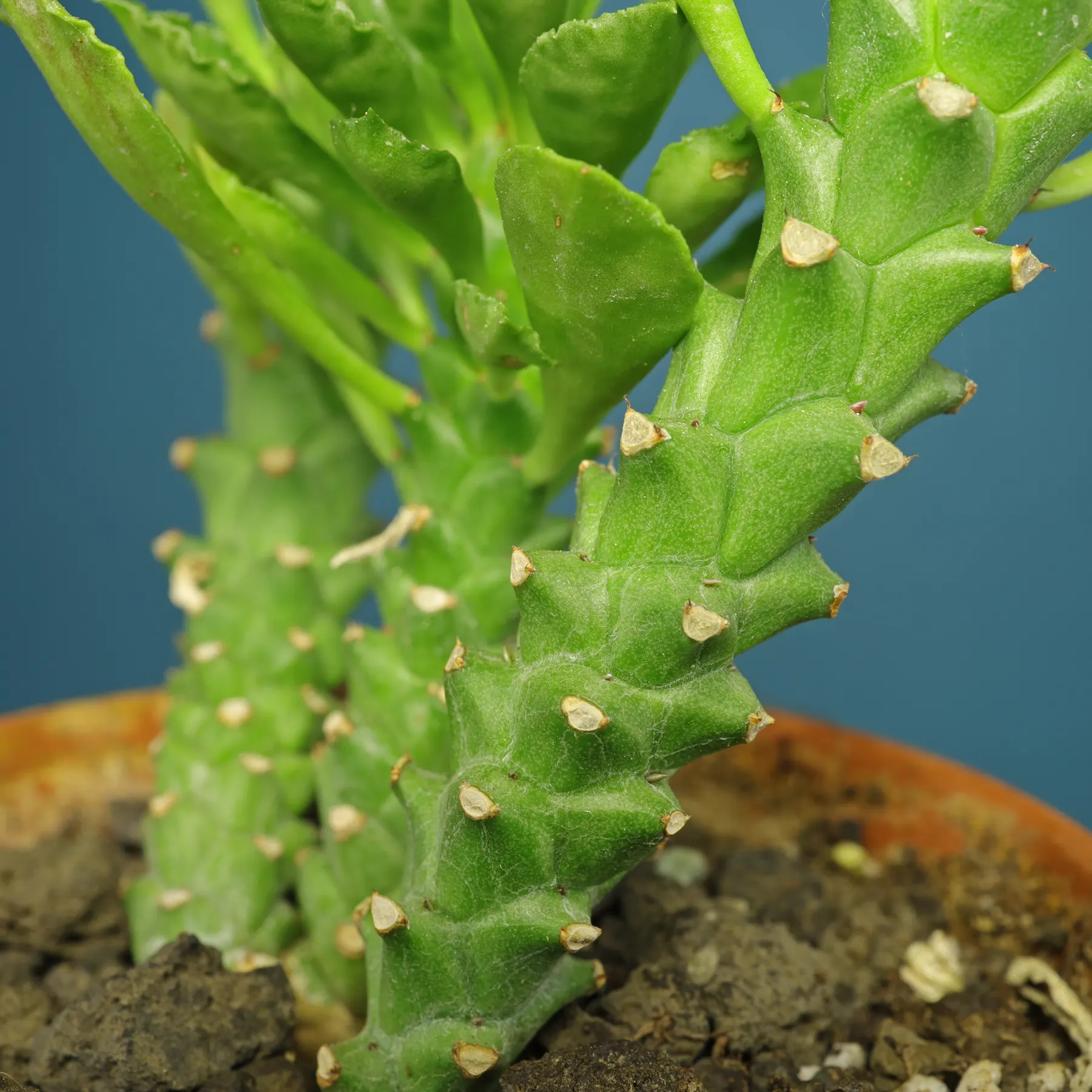 Euphorbia succulenta stems