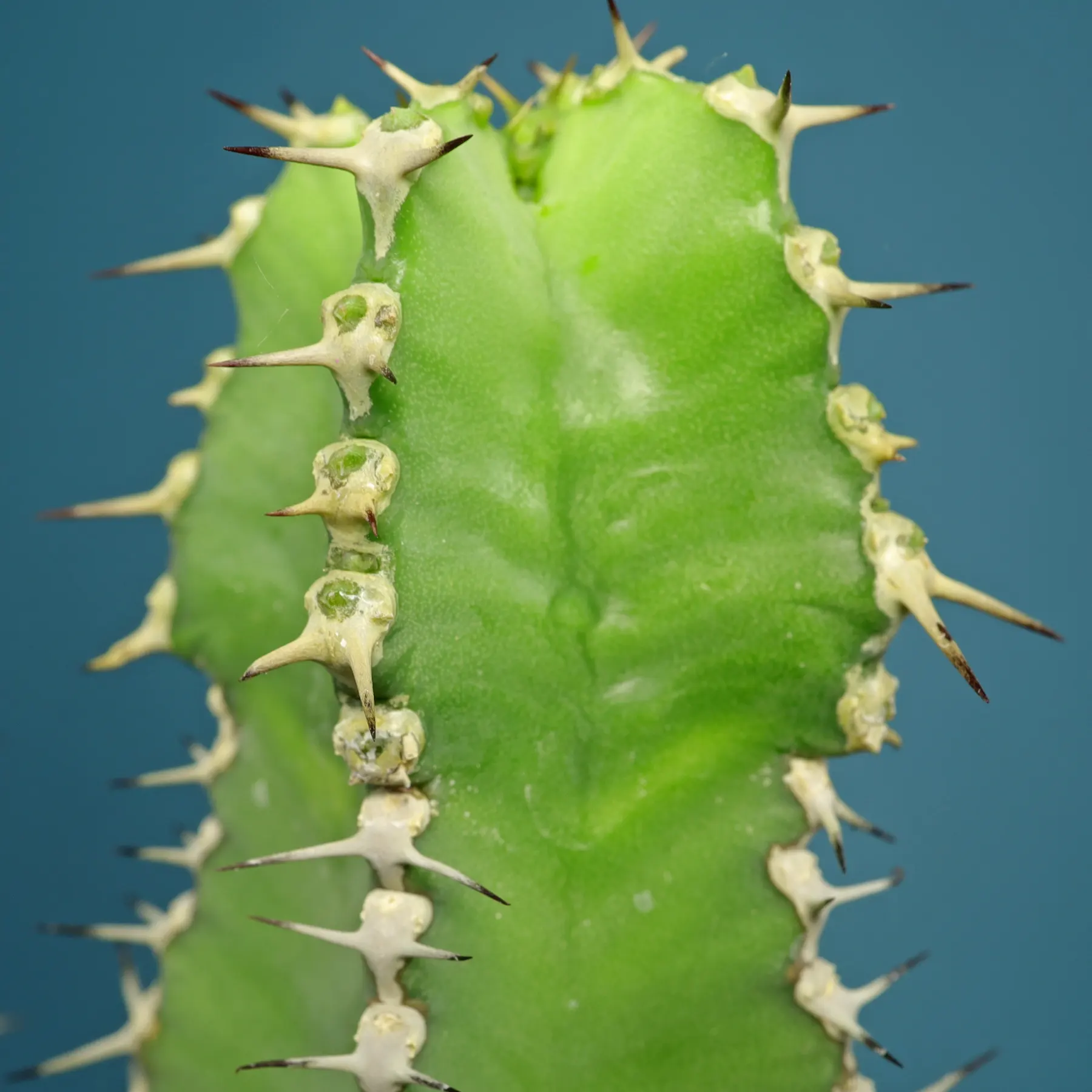 Fish Bone Euphorbia