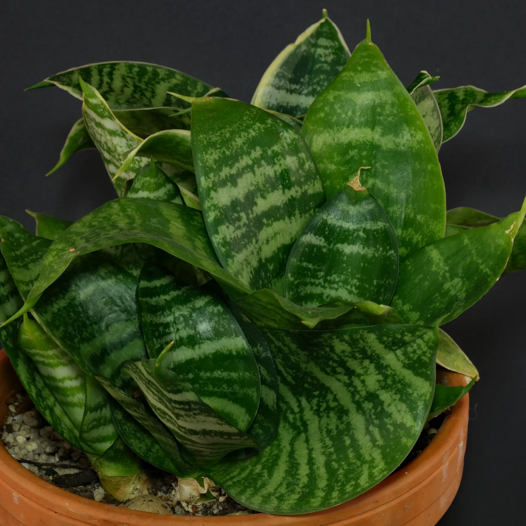 Sansevieria Dracaena Hahnii