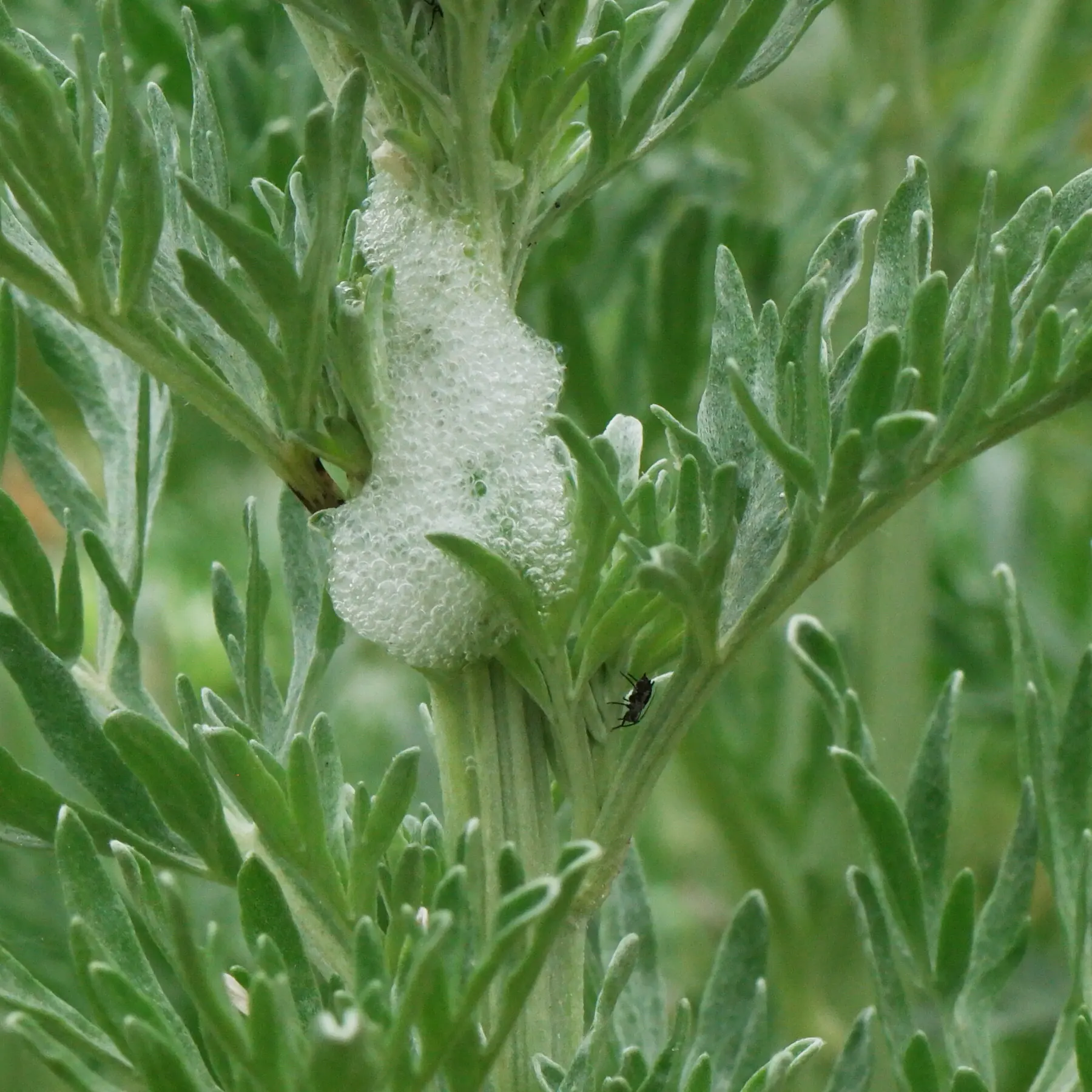 Spittlebug foam nest on Absinth