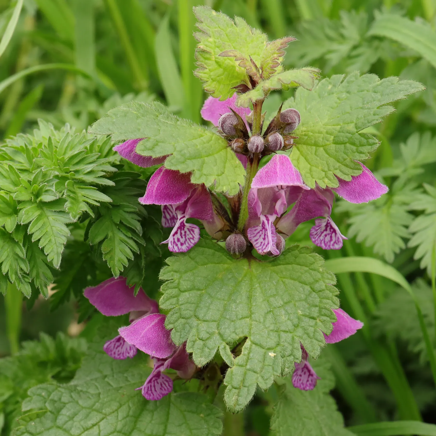 Spotted Dead Nettle