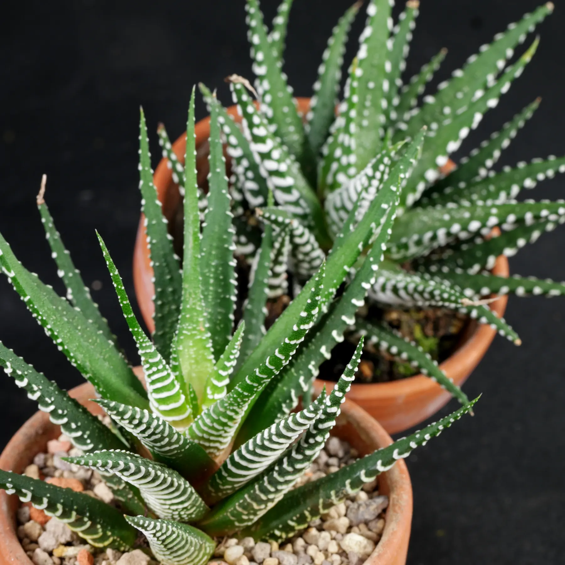 Zebra Haworthia Haworthiopsis attenuata