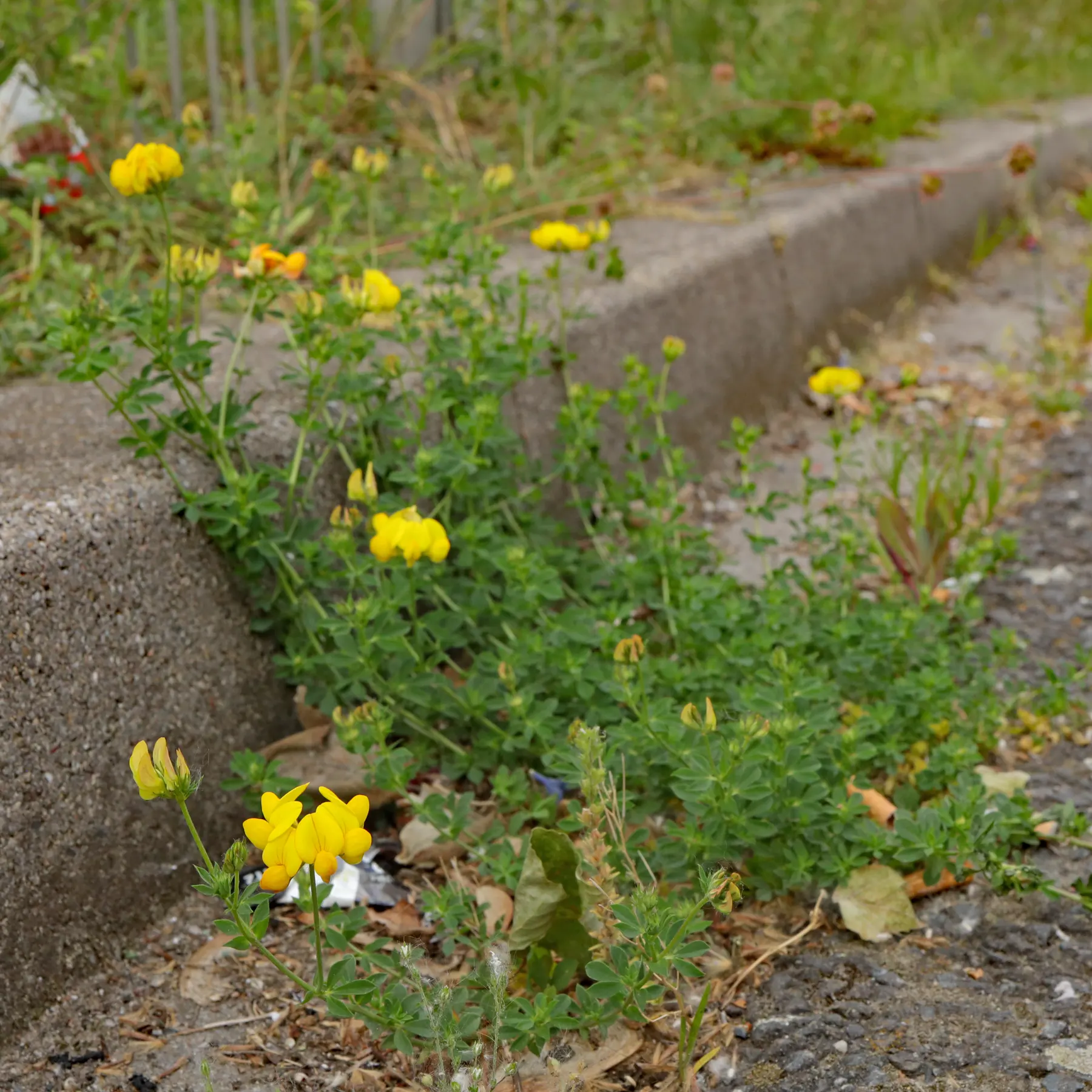 Birds Foot Trefoil can even grow by the roadside