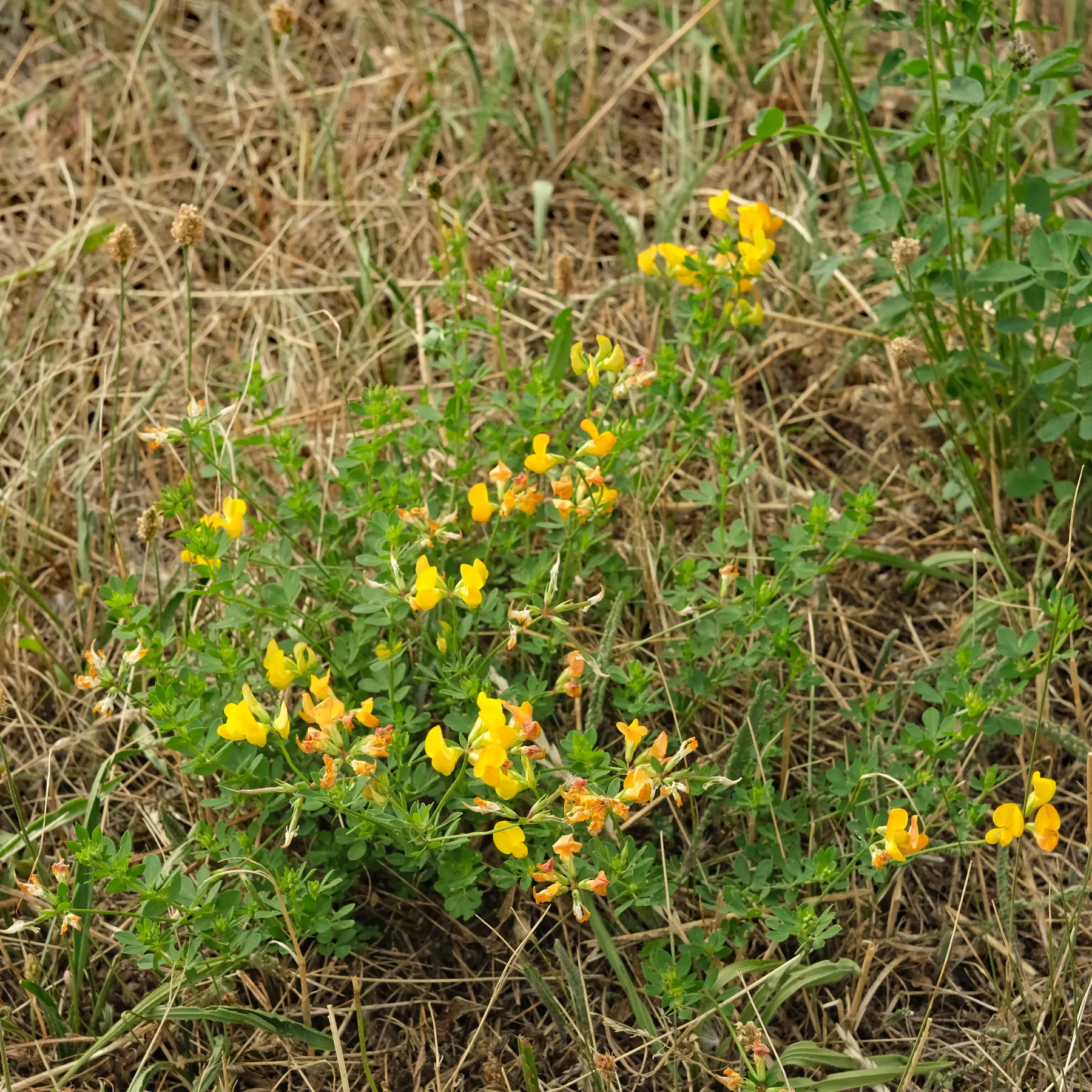 Bird's foot trefoil in a meadow