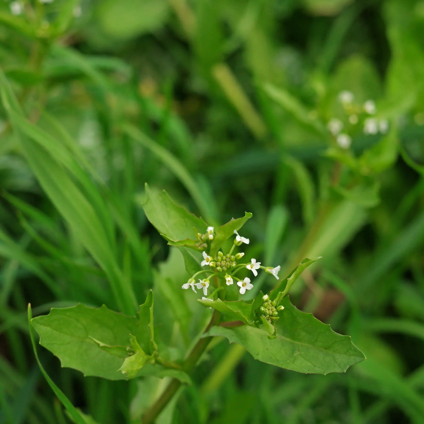 Calepina irregularis