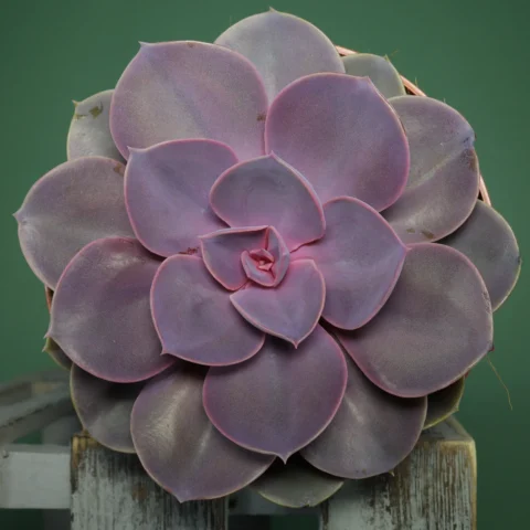Echeveria gibbiflora Purple Pearl