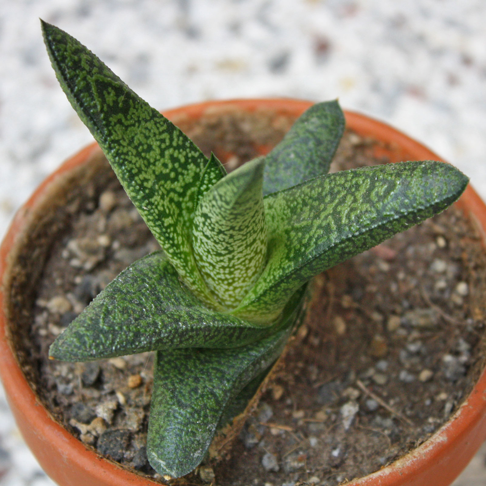 Gasterhaworthia Fandango