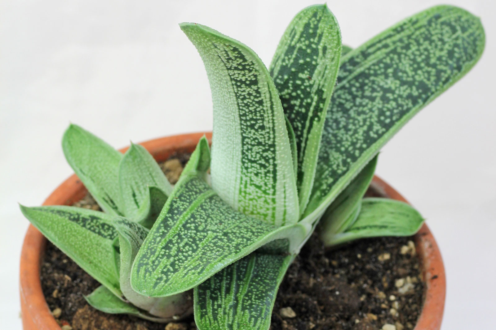 Gasteria Little Warty