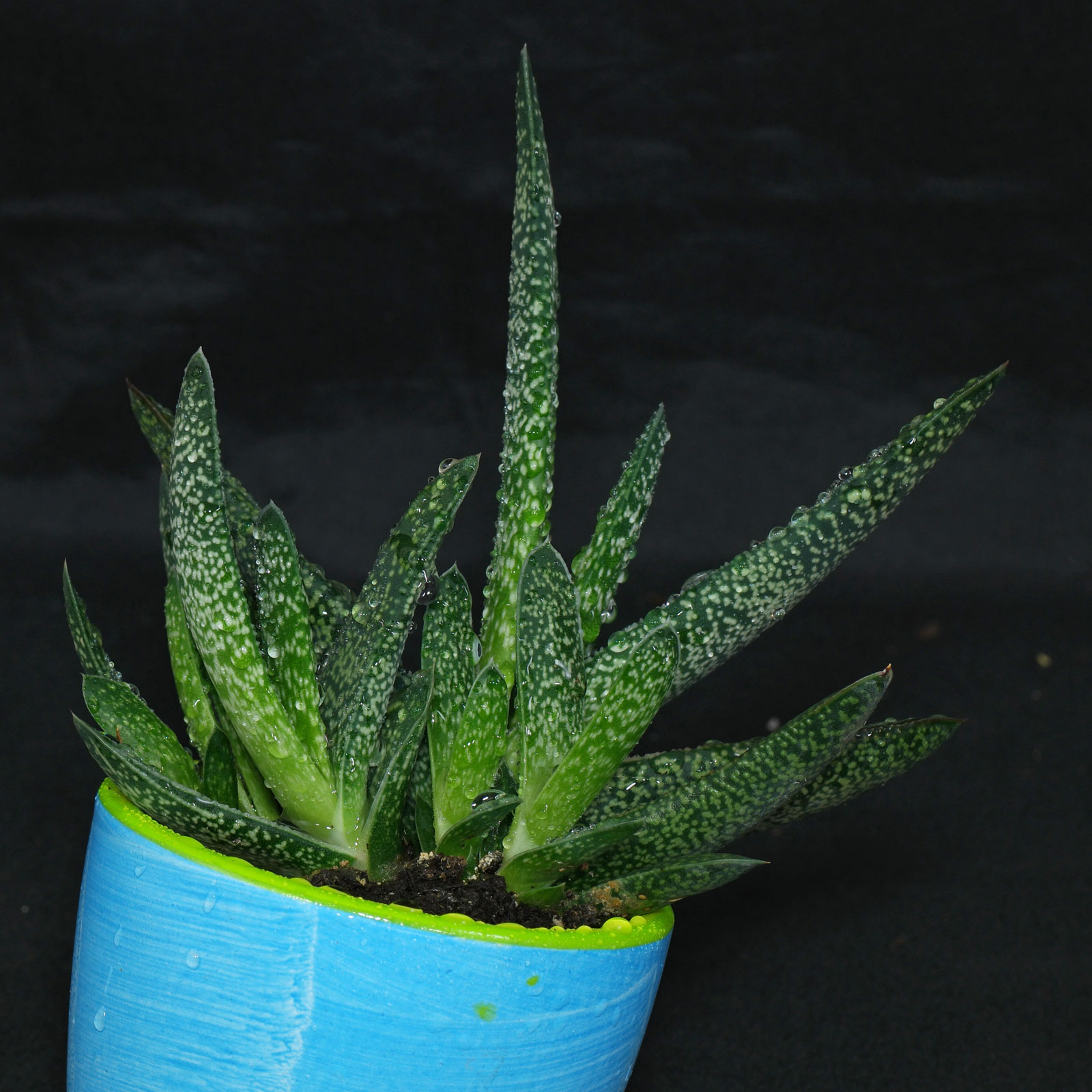 Gasteria carinata