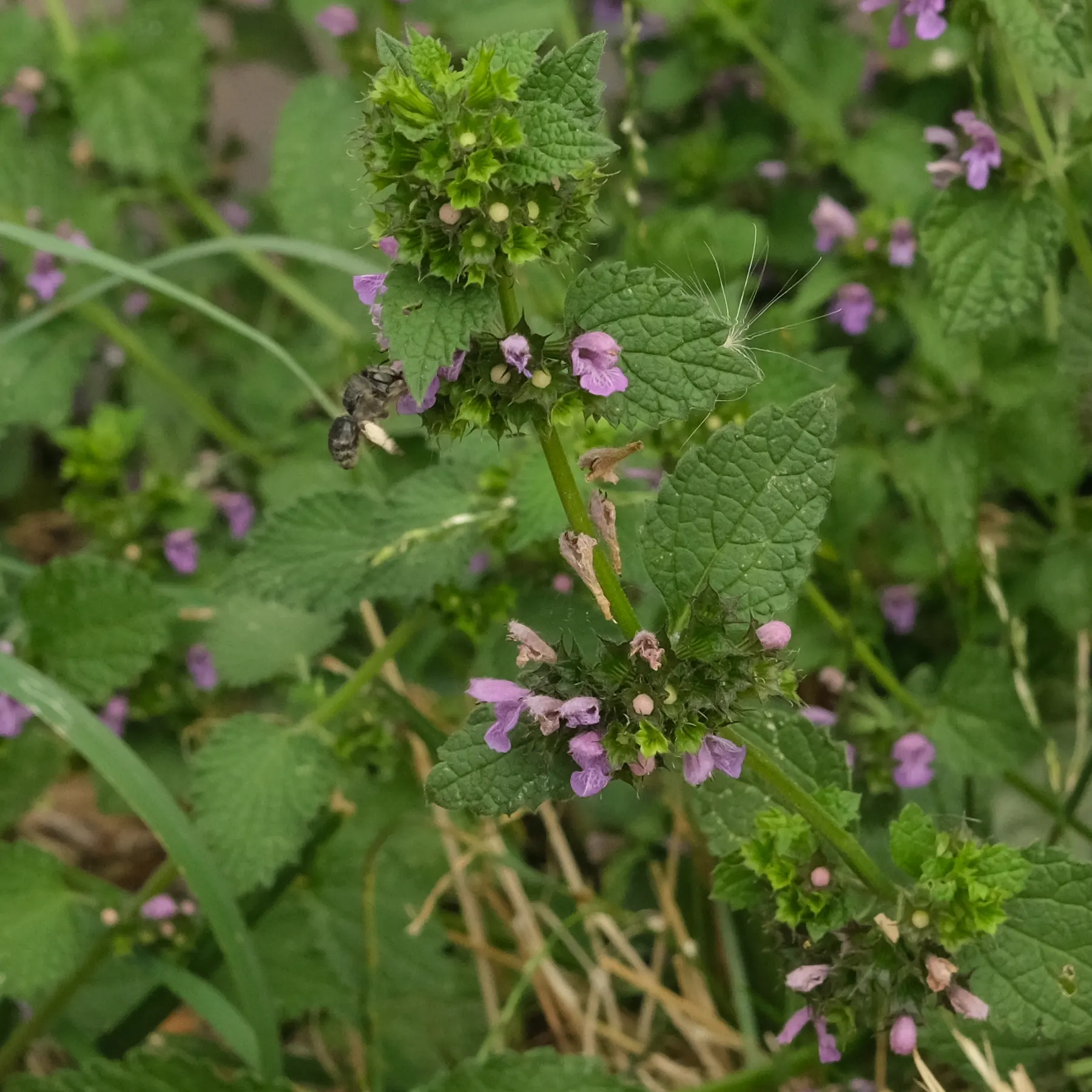 Bee pollinating Black Horehound