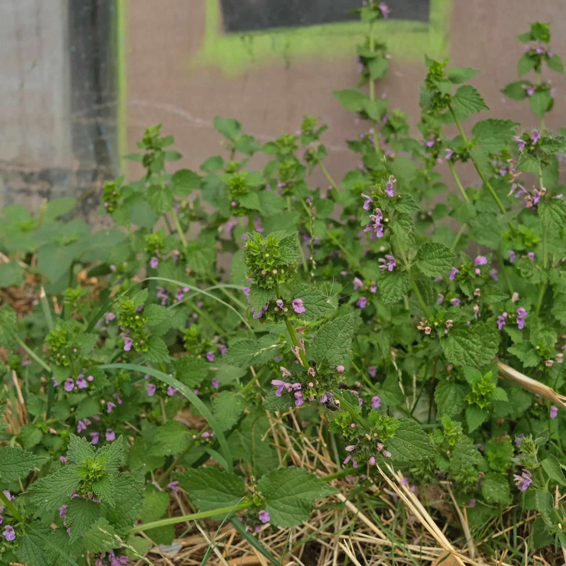 Black Horehound Ballota nigra