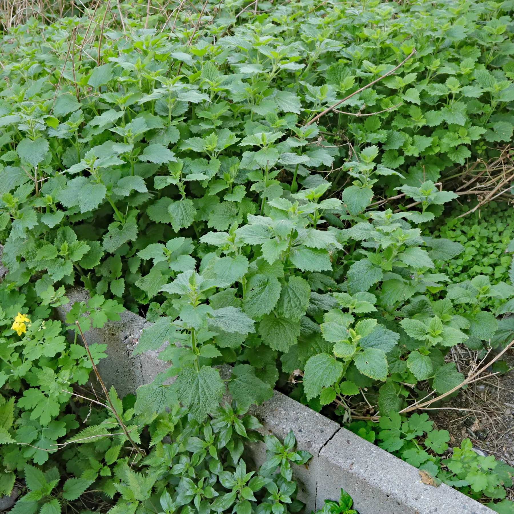 Black Horehound in a patch of weeds