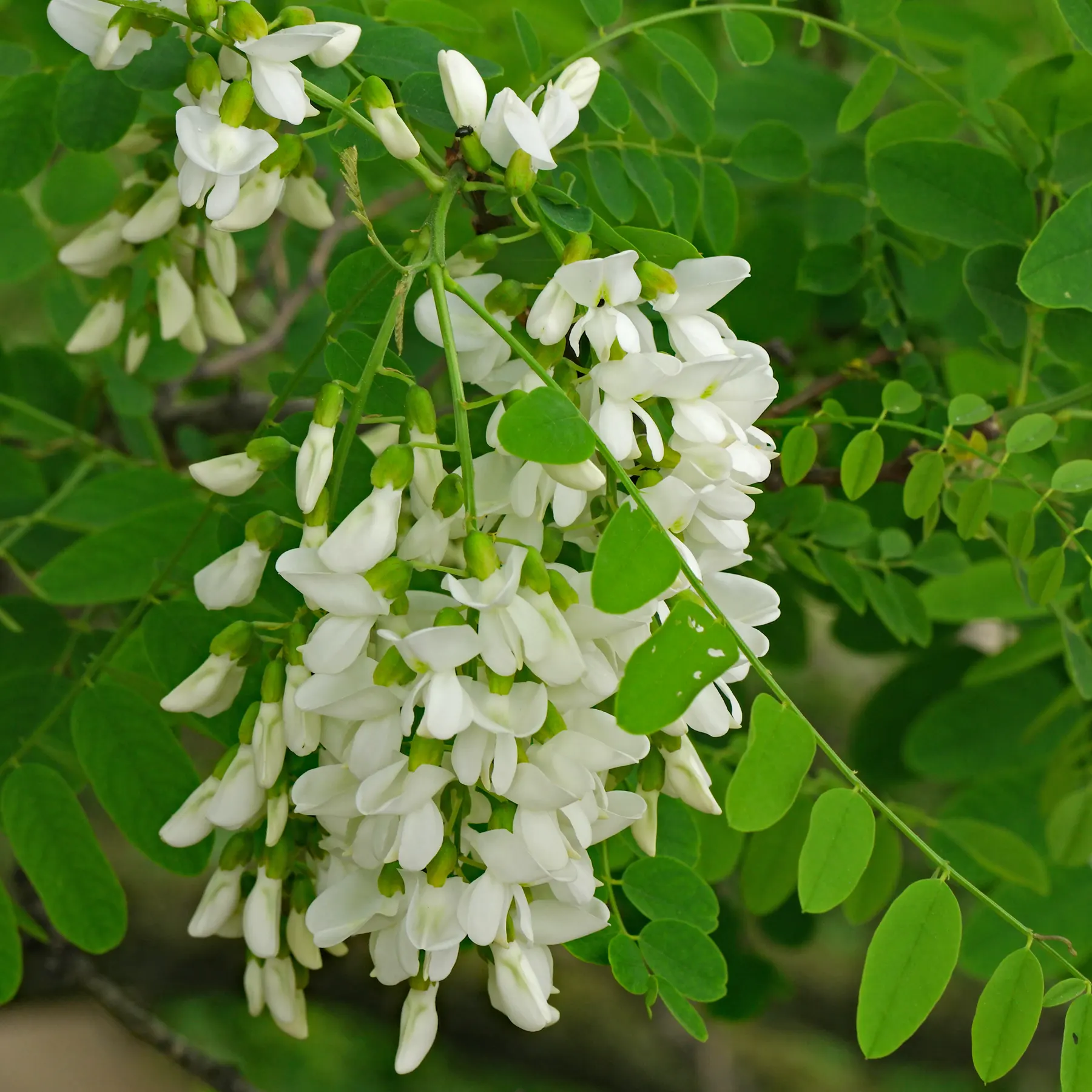 Black Locust flowers