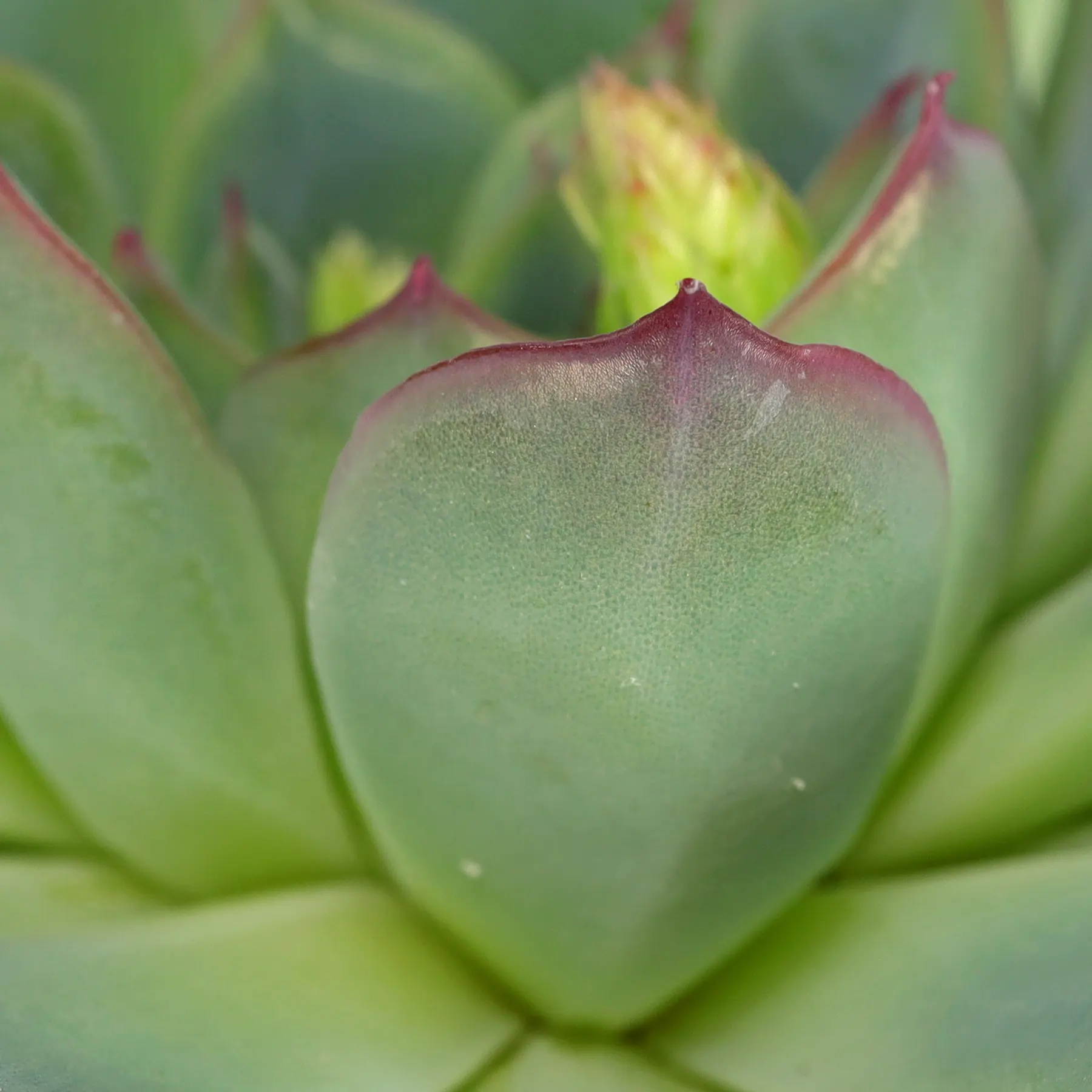 Echeveria pulidonis leaves