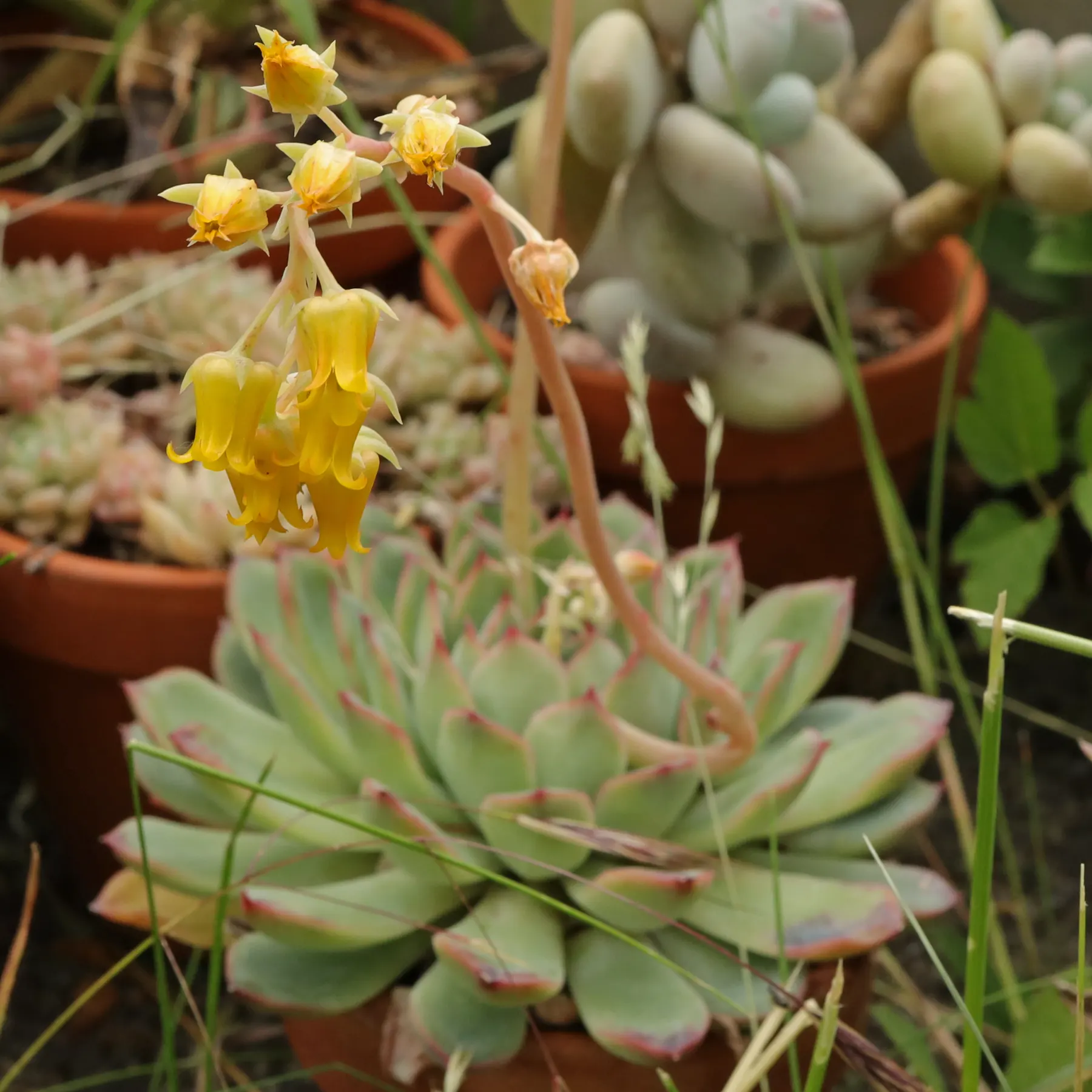 Echeveria pulidonis