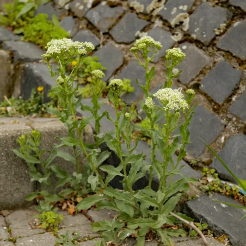 Hoary Cress on a staircase