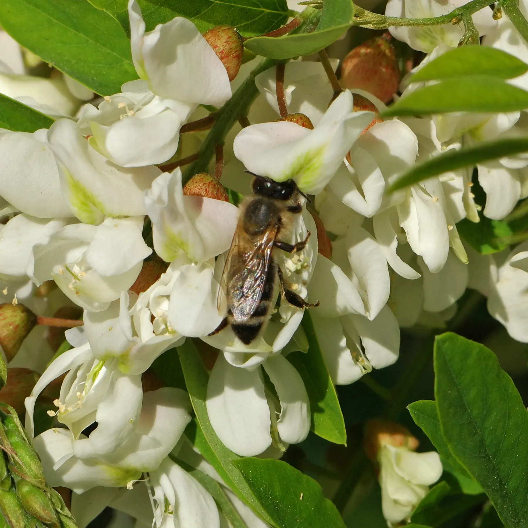 Honey bees also like to visit the flowers of the black locust tree