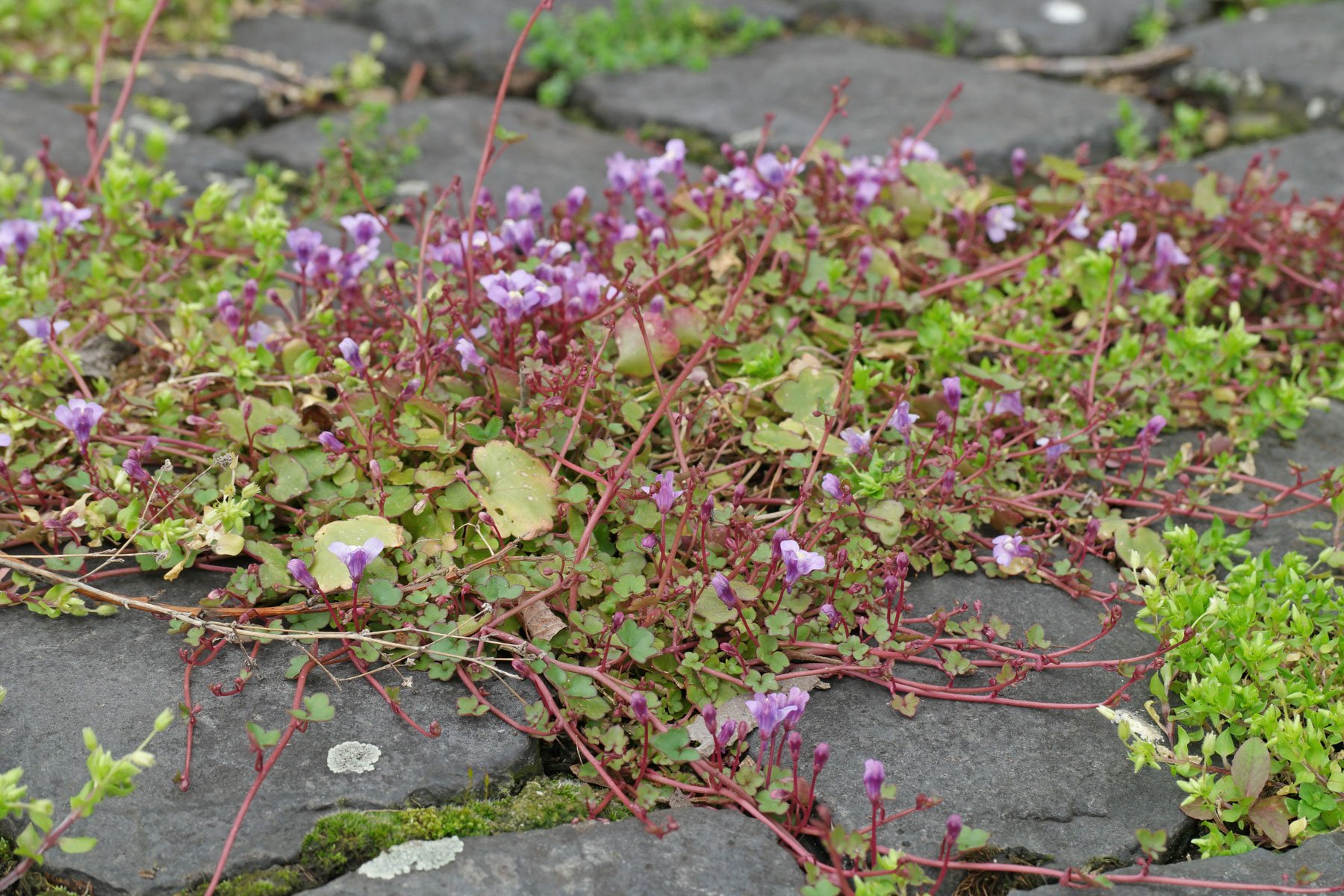 Ivy Leaved Toadflax on wall