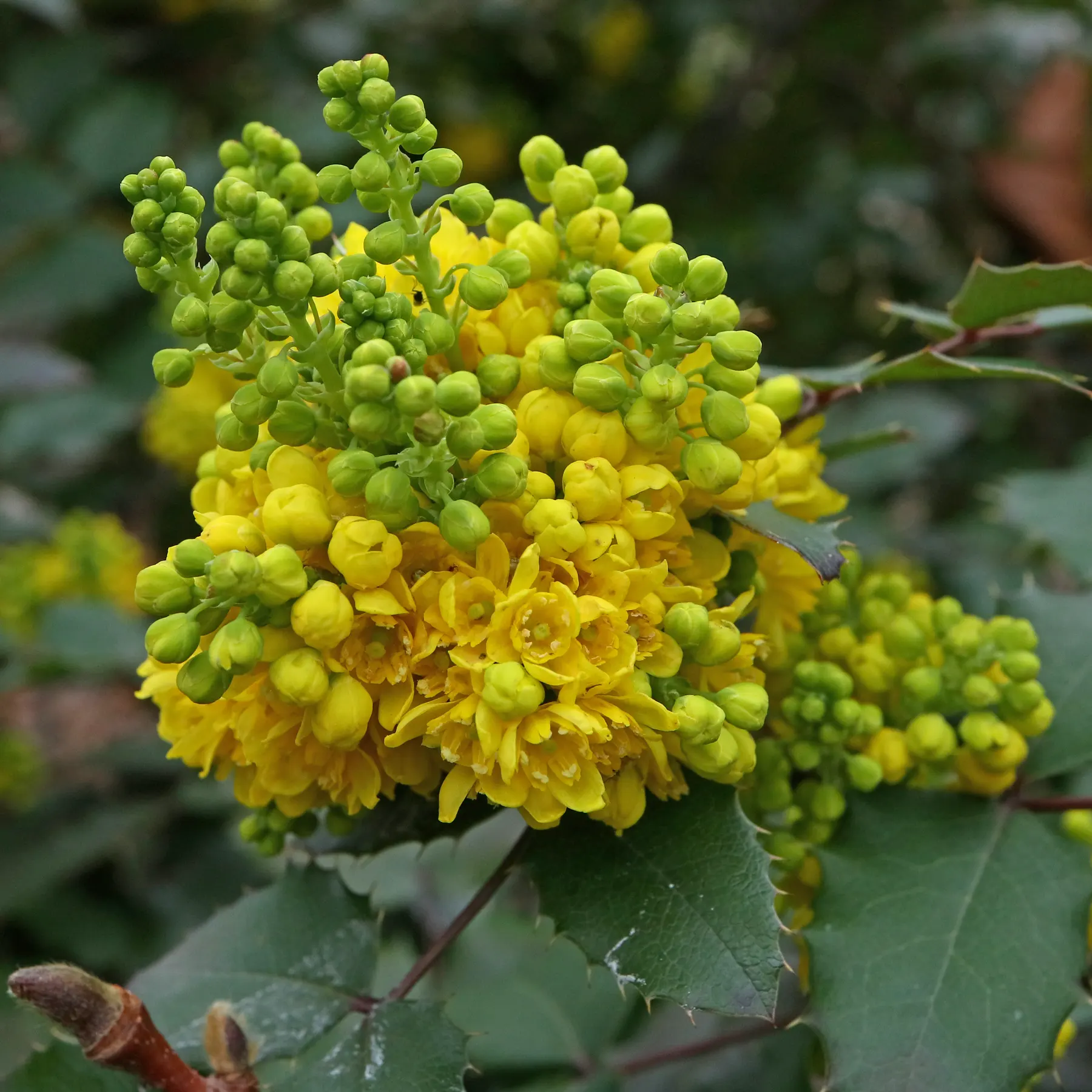 Mahonia aquifolium