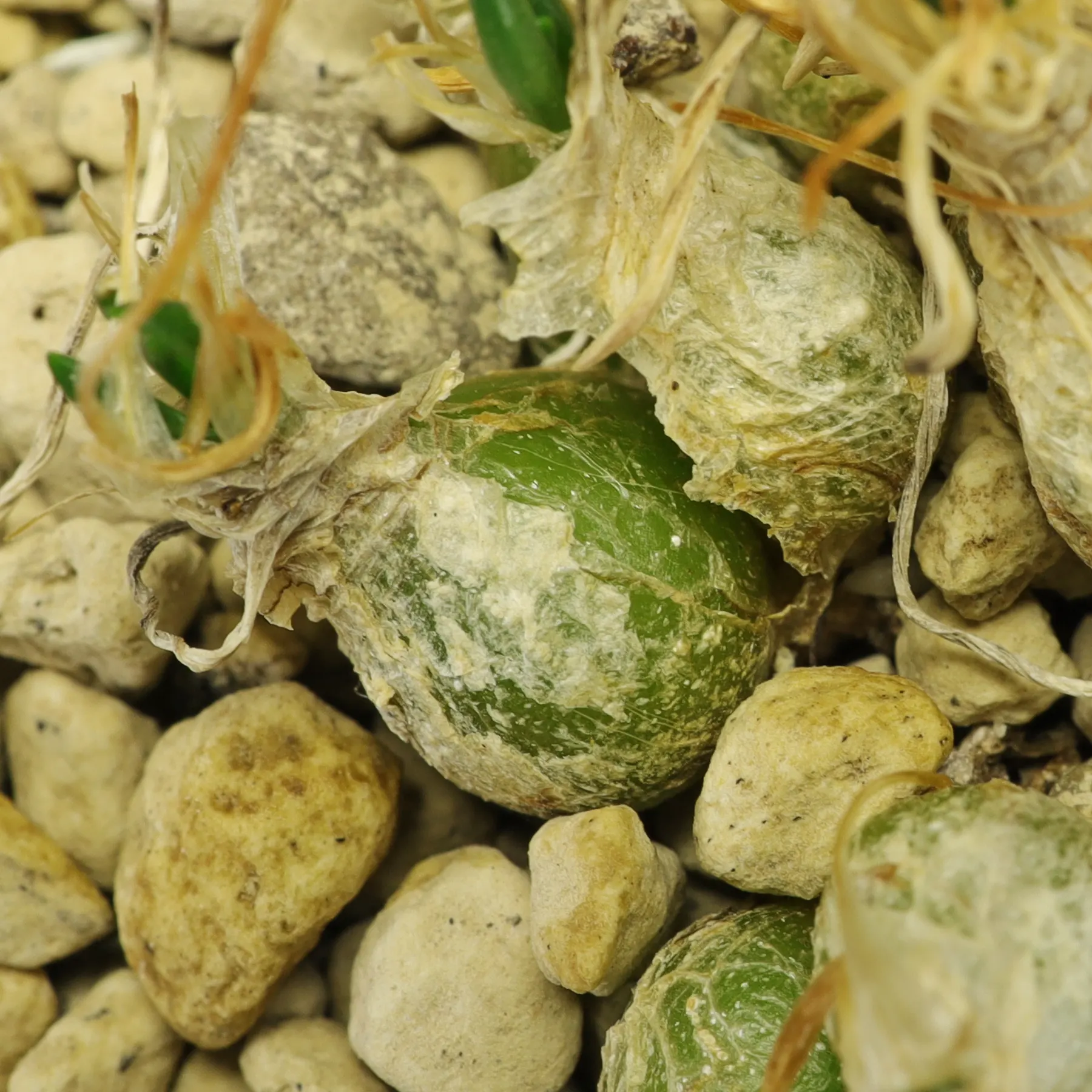 Ornithogalum lithopsoides bulb