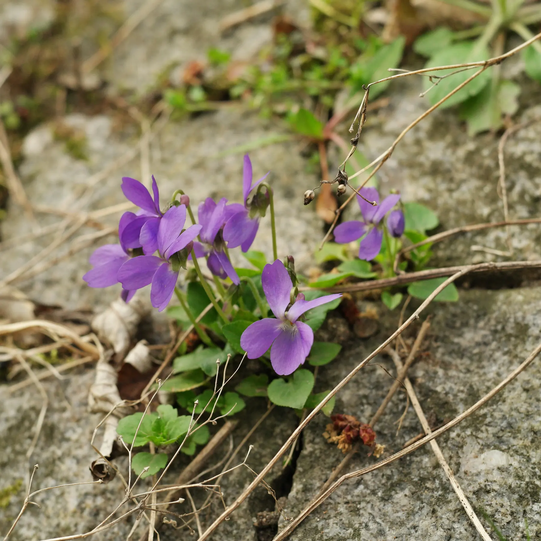 Sweet Violet on a wall