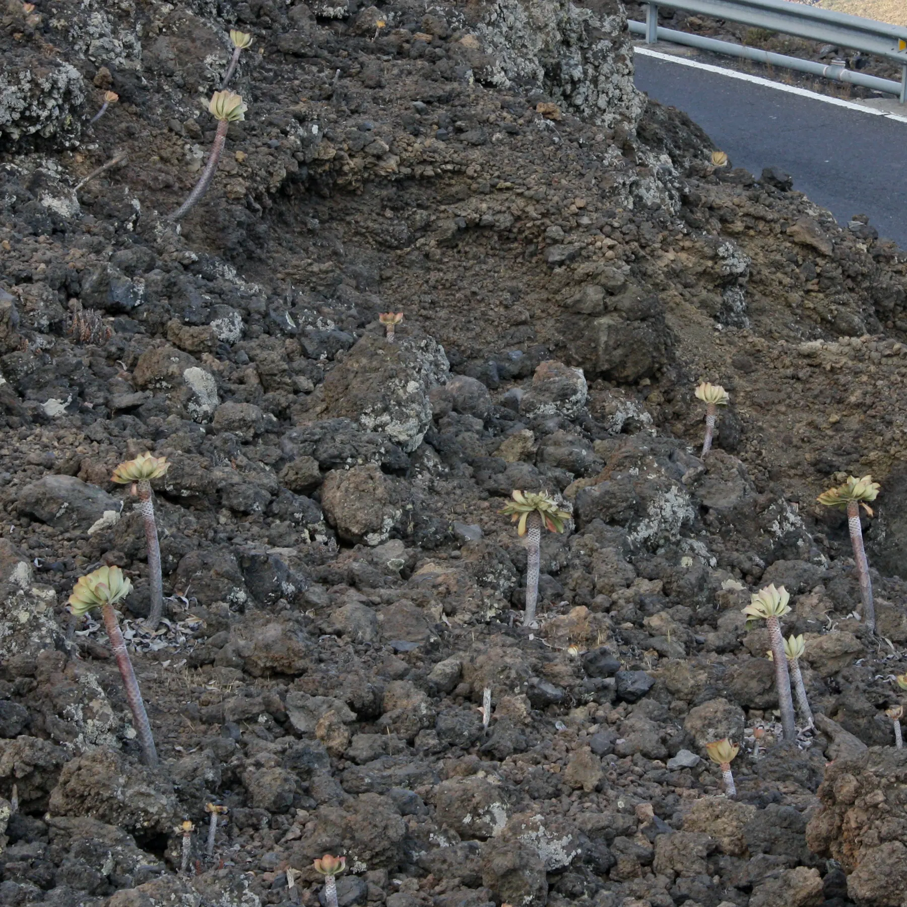 Canary Island Aeonium on Tenerife