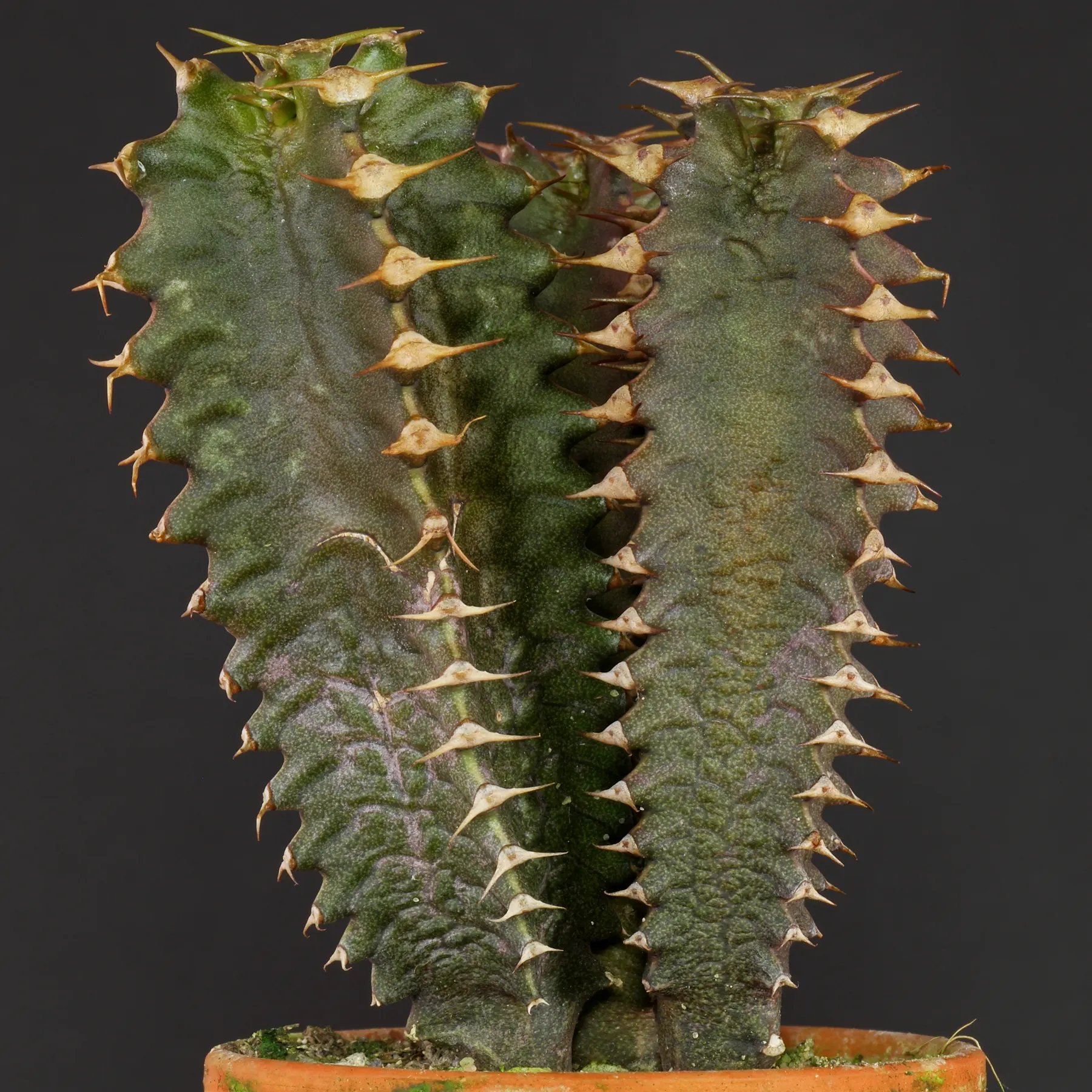 Canary Island Spurge as a pot plant