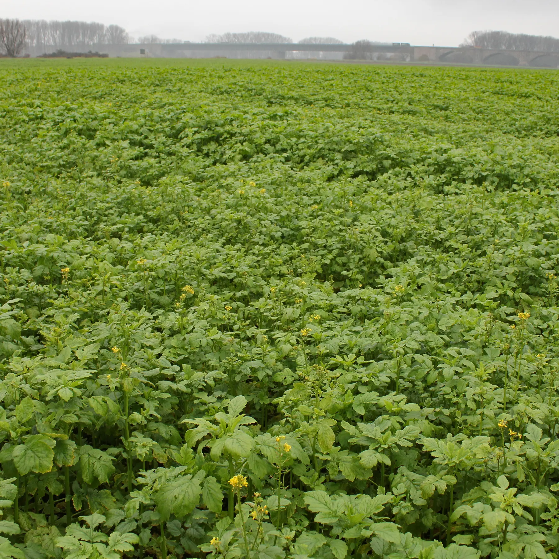 Rapeseed Brassica napus