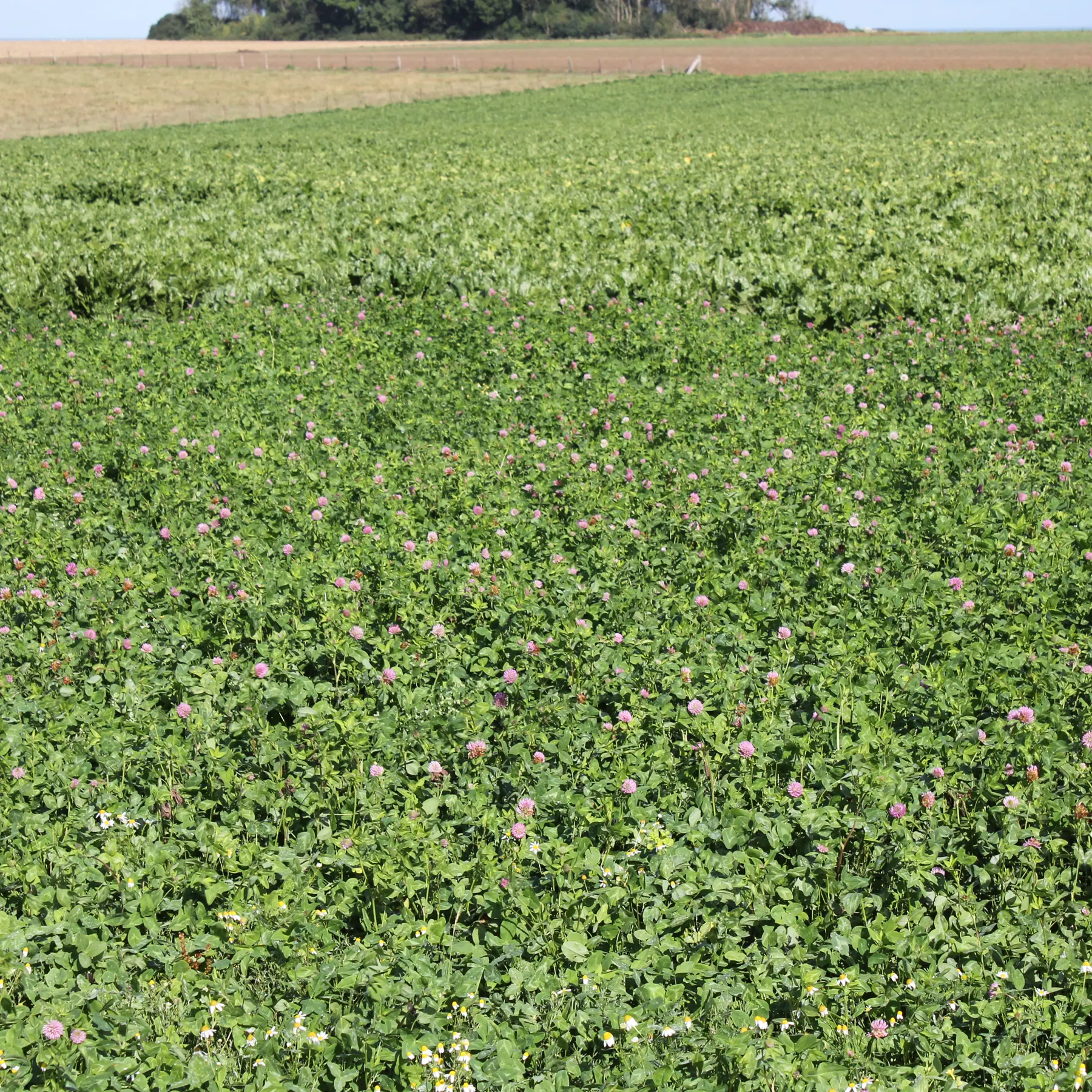 Red Clover in a field