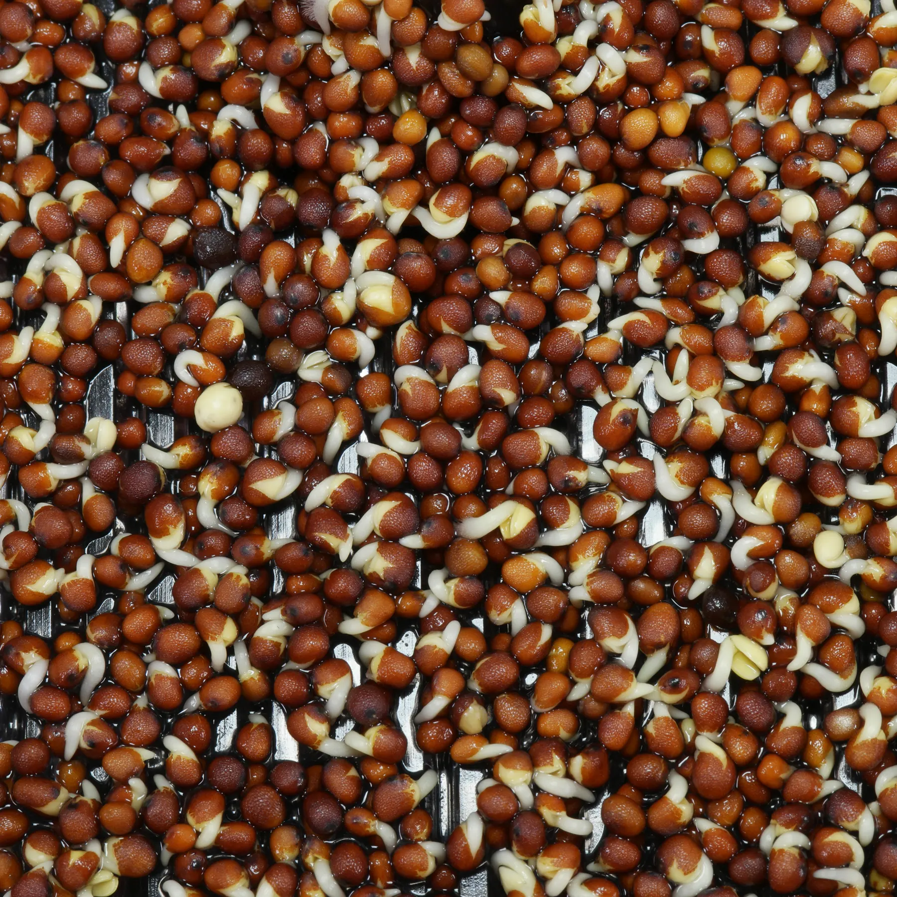 Sprouted rapeseed in a tray seed sprouter