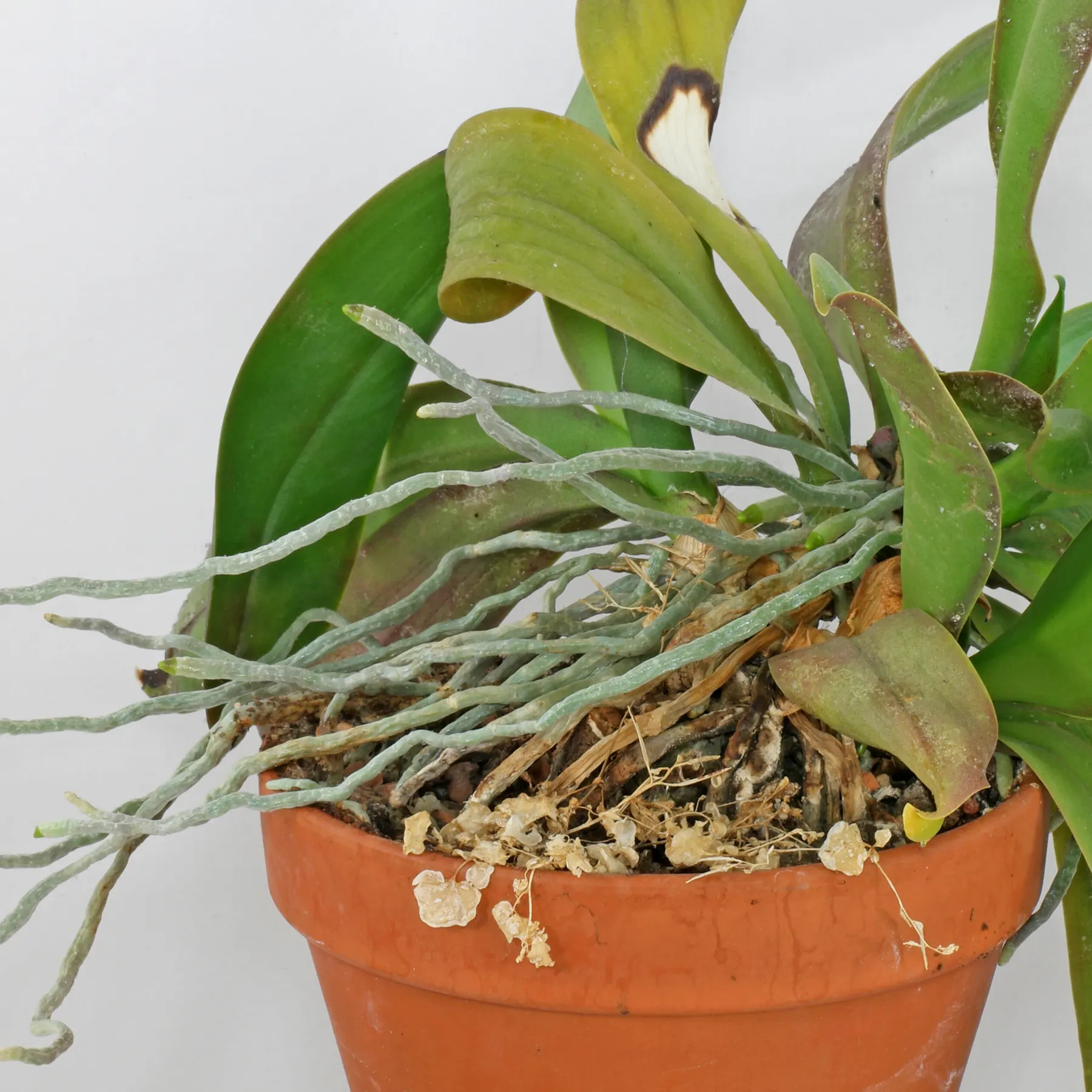 Phalaenopsis roots