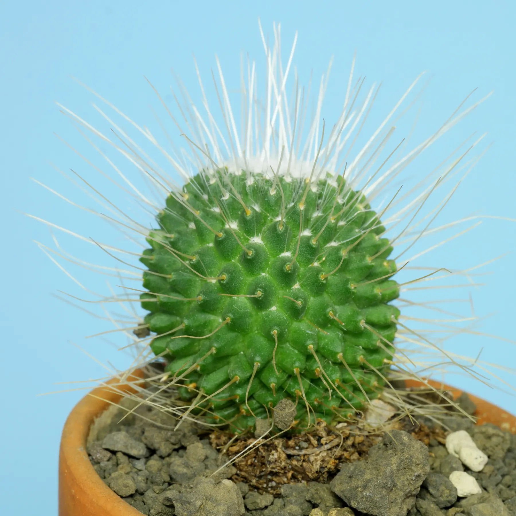 Spiny Pincushion Cactus Mammillaria spinosissima Un Pico