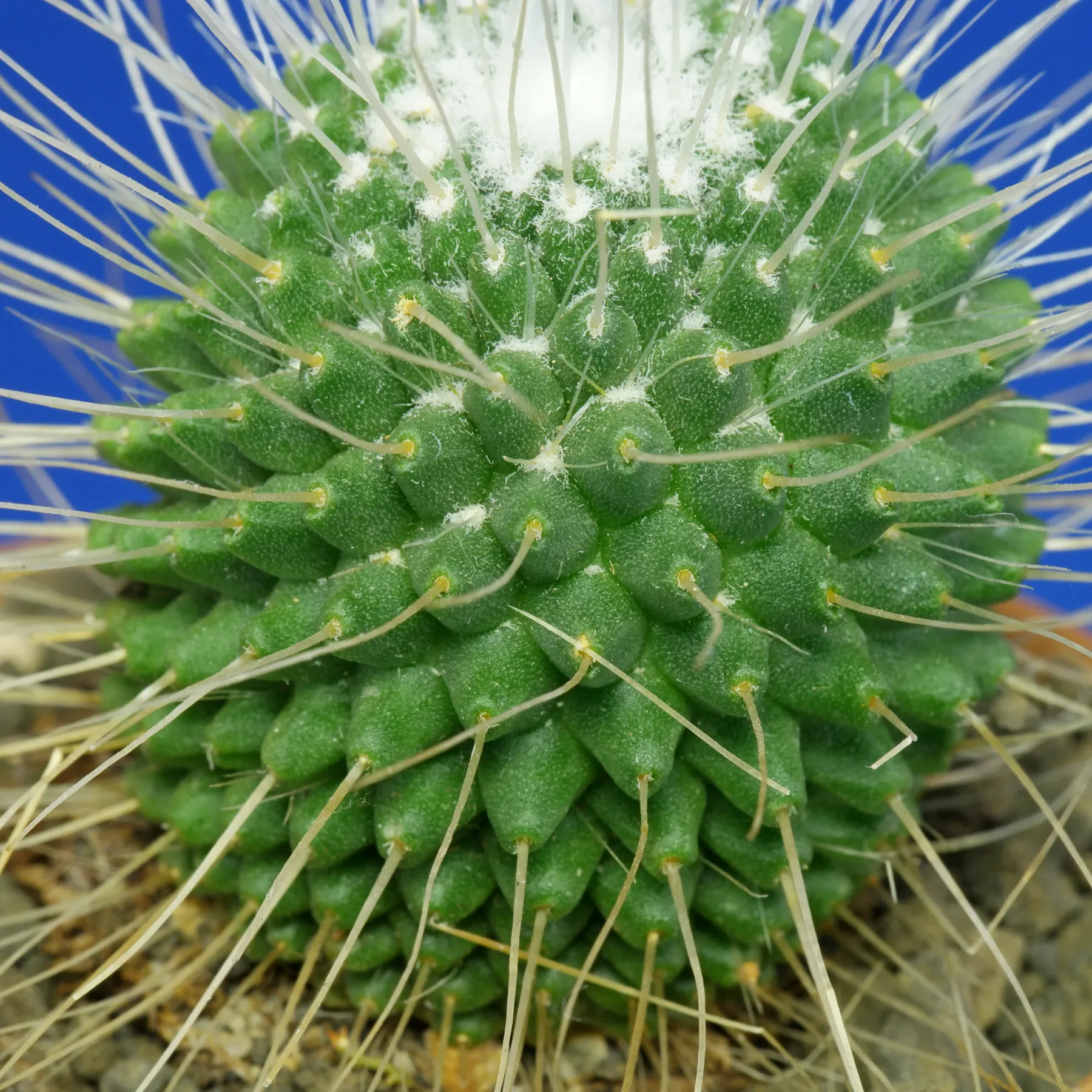 Spiny Pincushion Cactus areoles