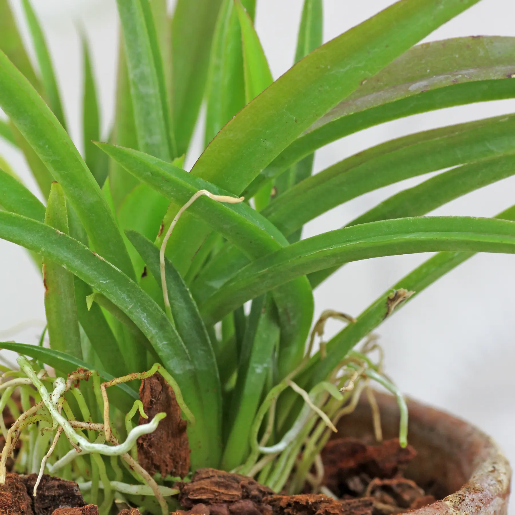 Tolumnia with succulent leaves