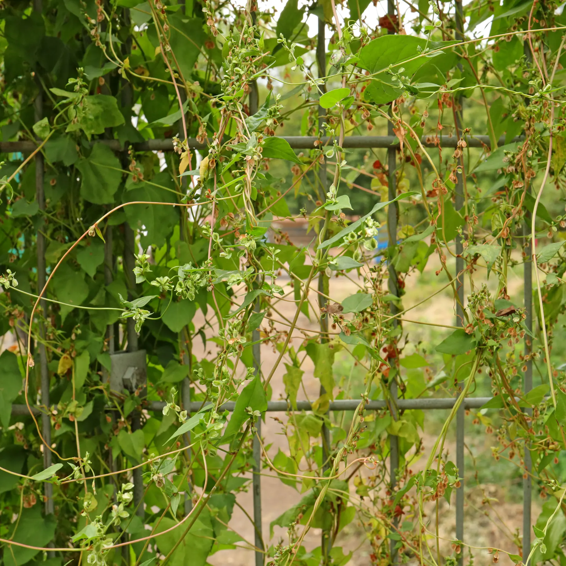 Black Bindweed growing on a fence