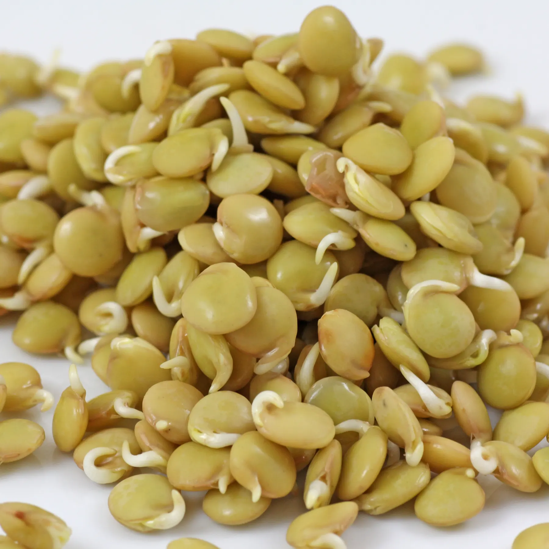 Green Lentils sprouts