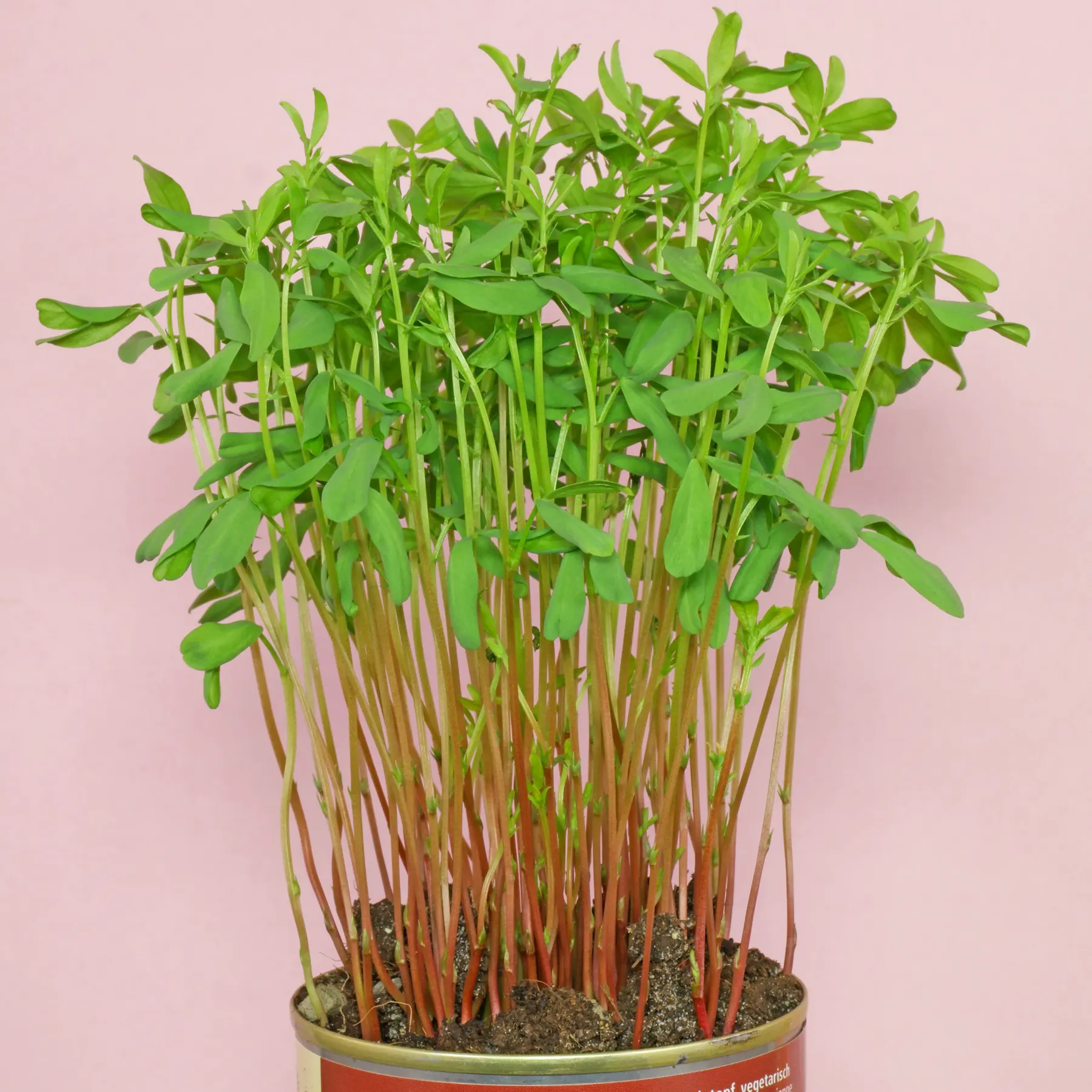 lentil plants