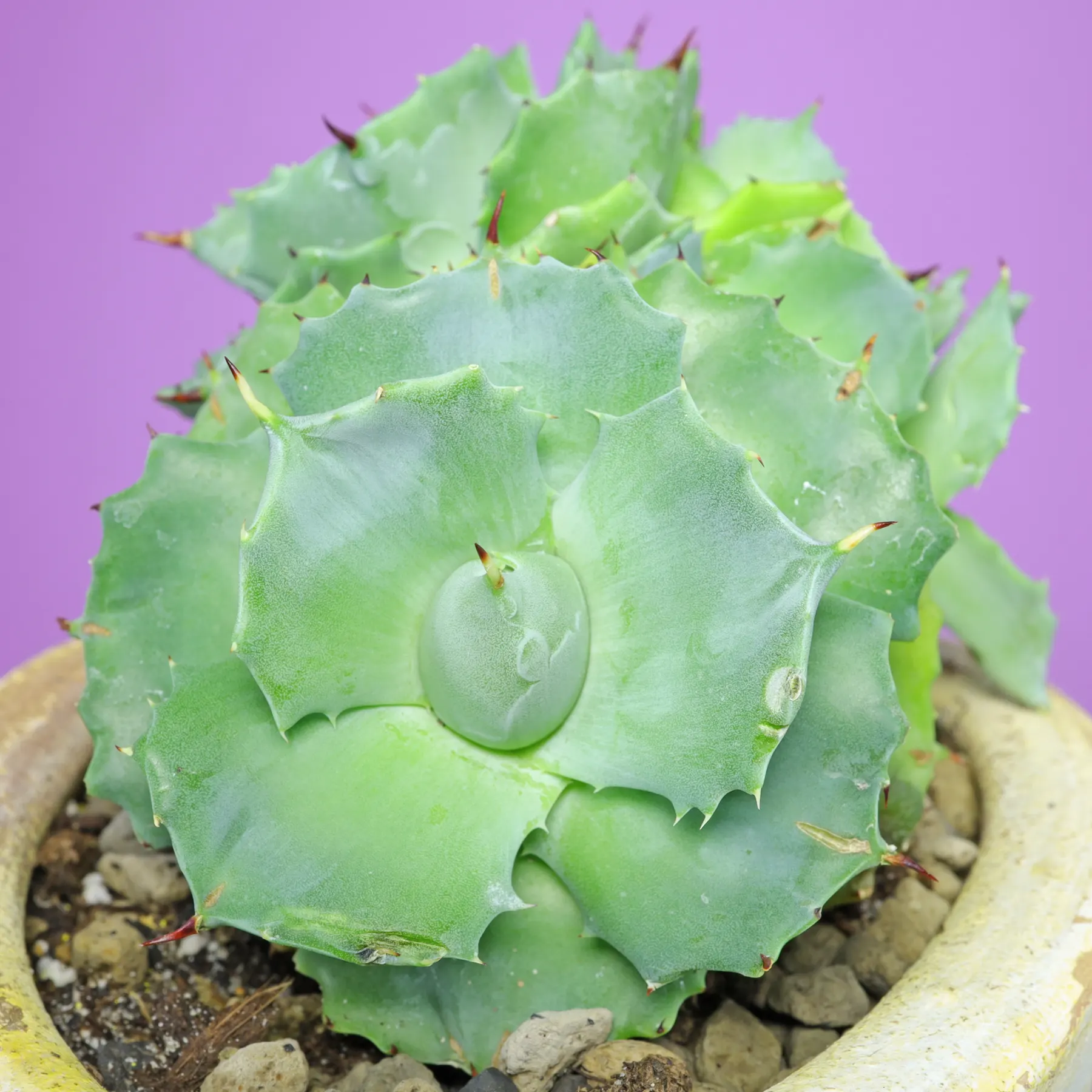 Agave potatorum Butterfly Agave