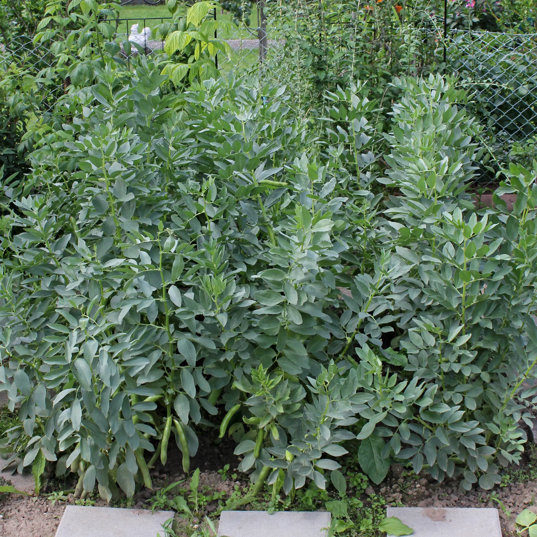 Fava bean Vicia faba