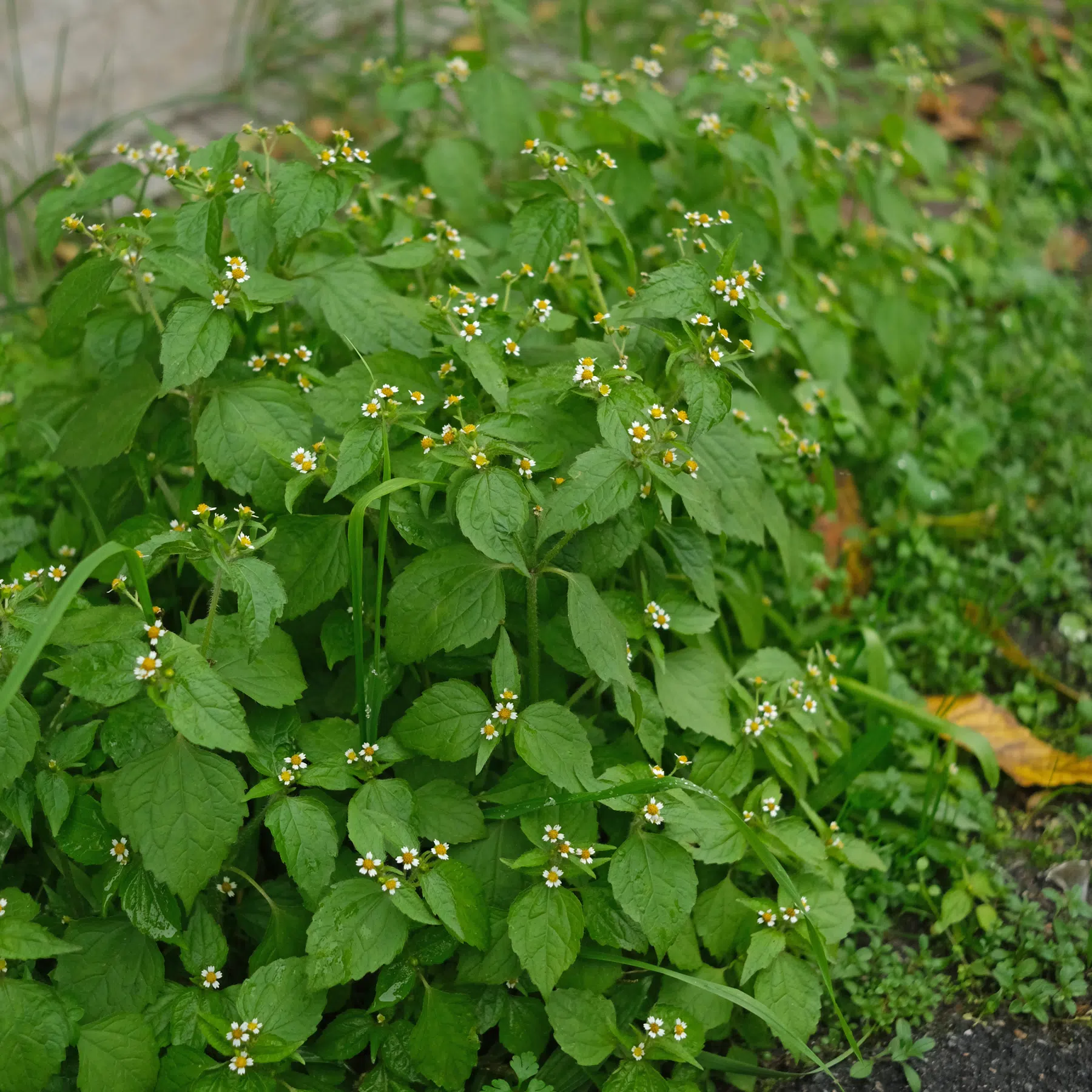 Galinsoga quadriradiata